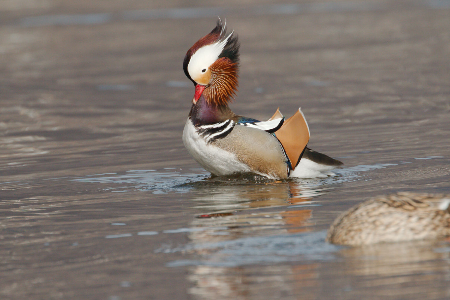 Mandarin duck...