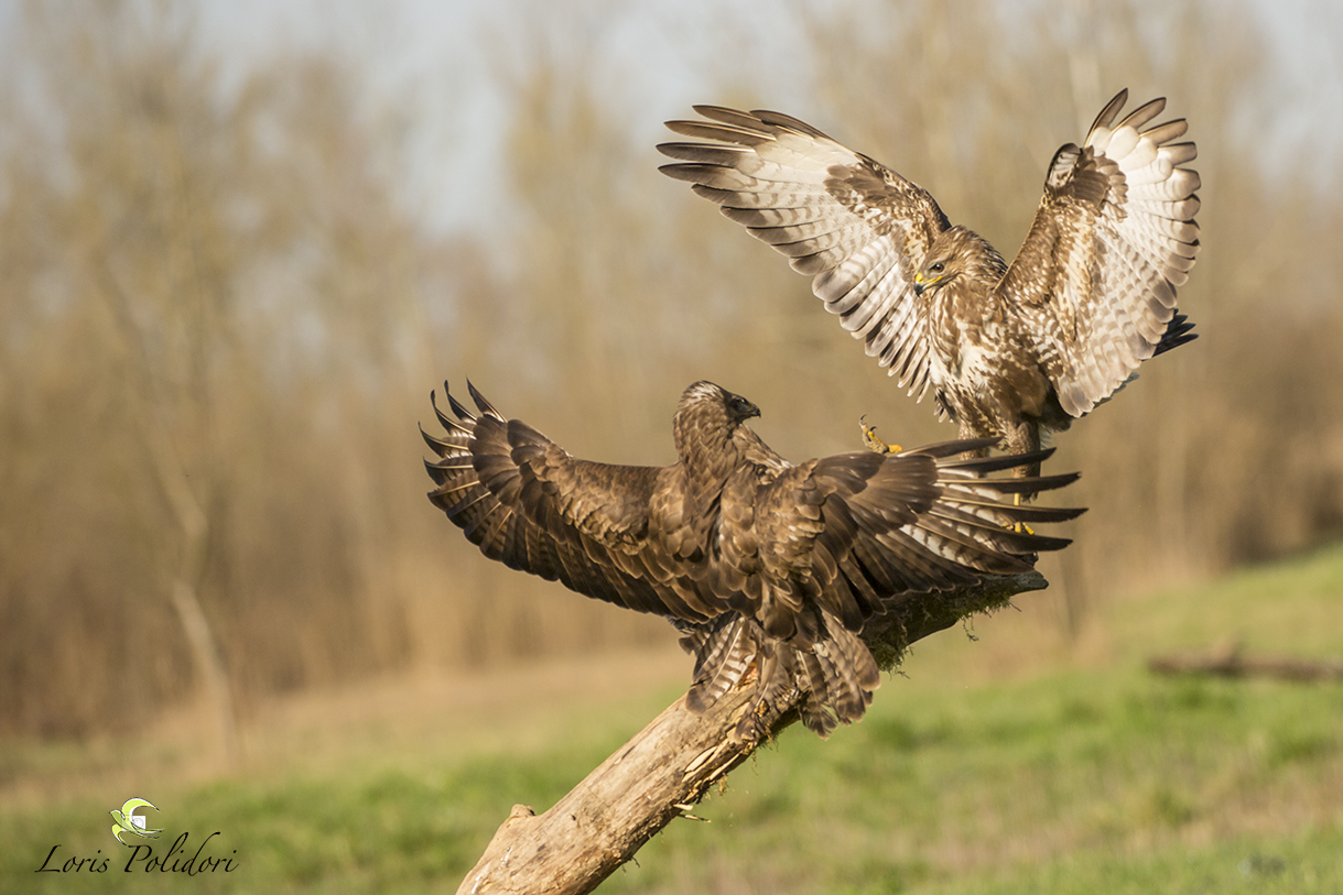 quarrel between buzzards...