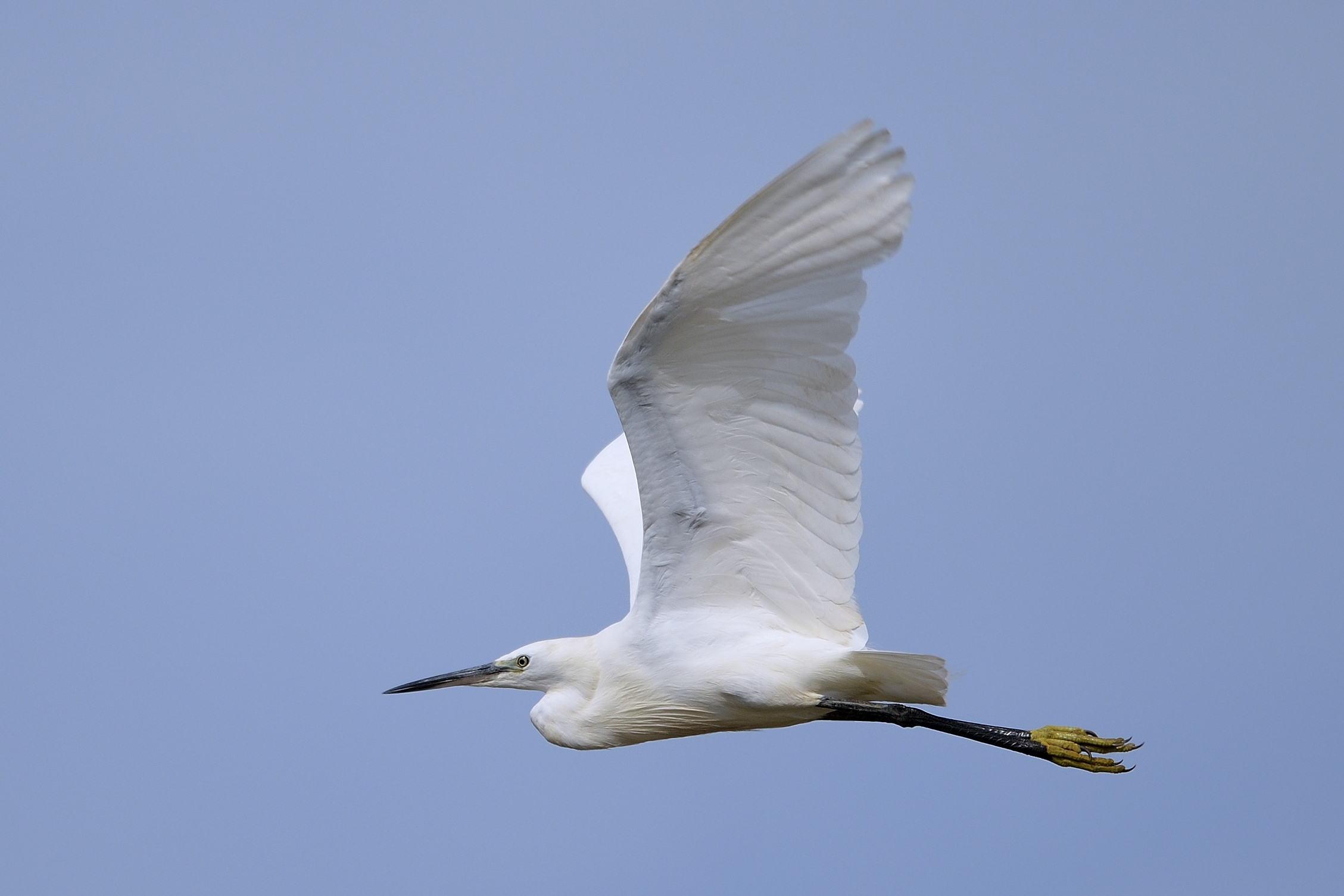 Egret in flight...