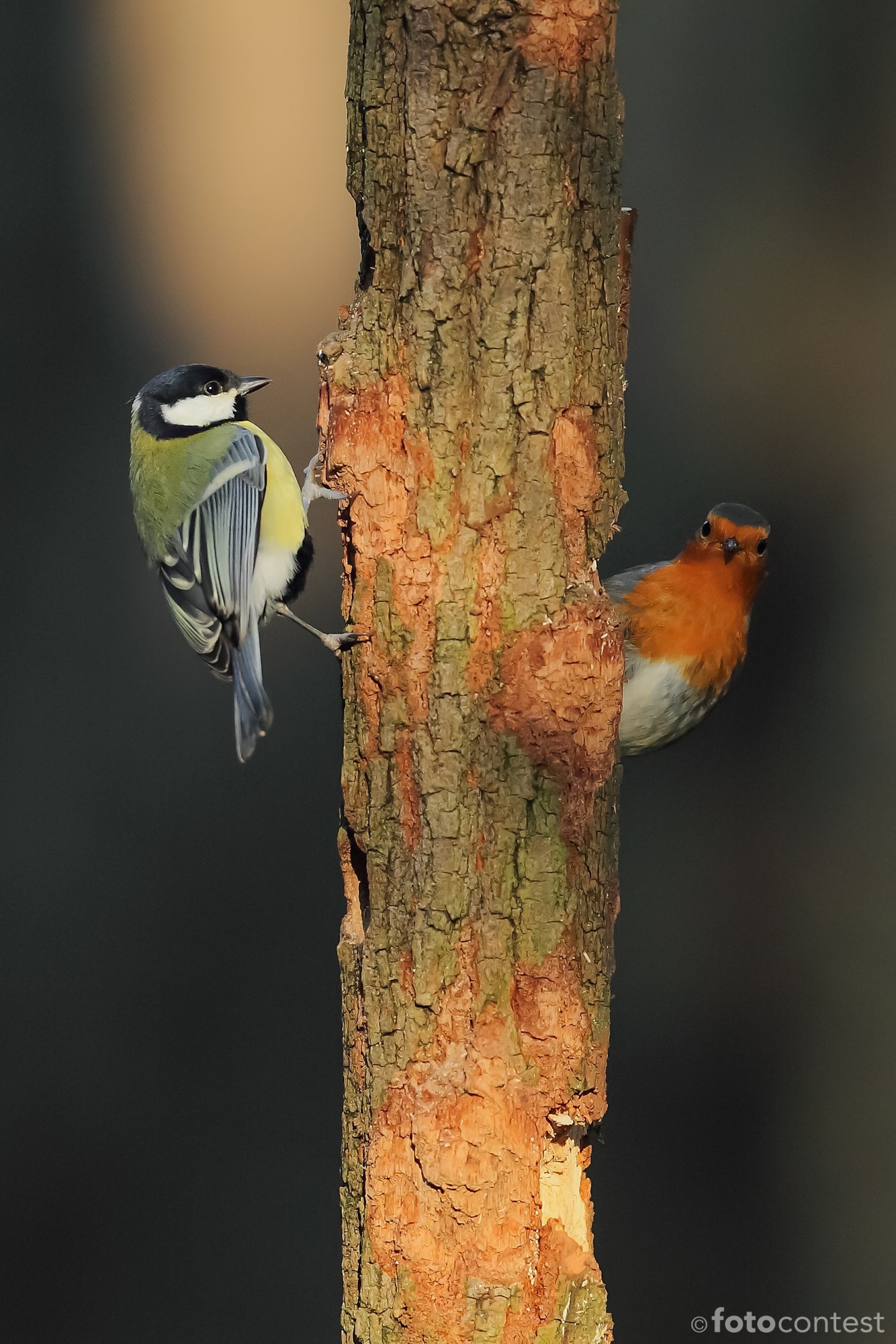 Tit and robin...