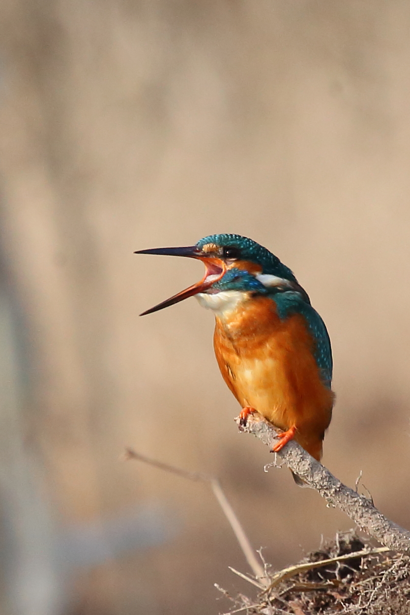 Kingfisher sequence 1...