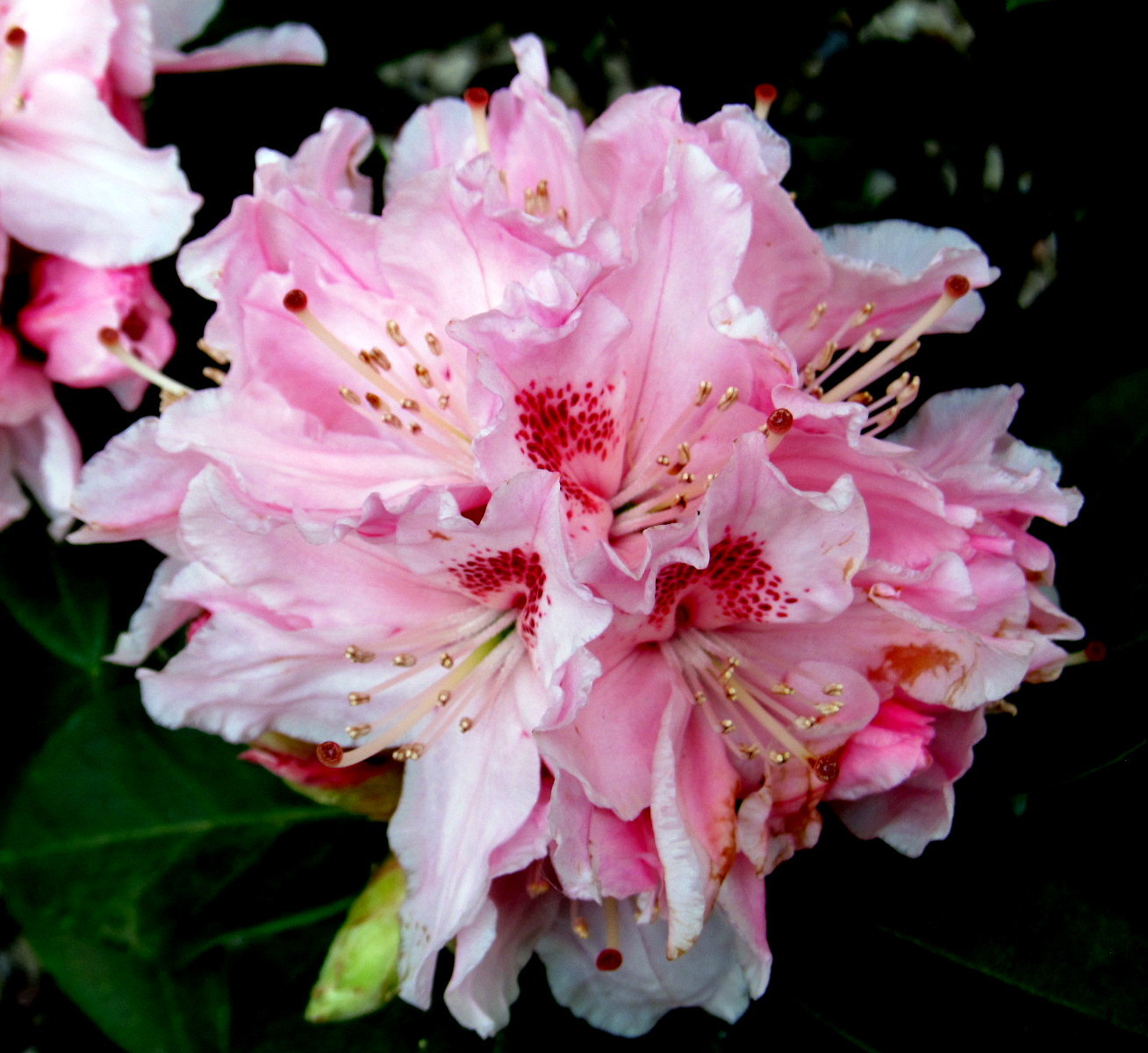 rhododendron.......
