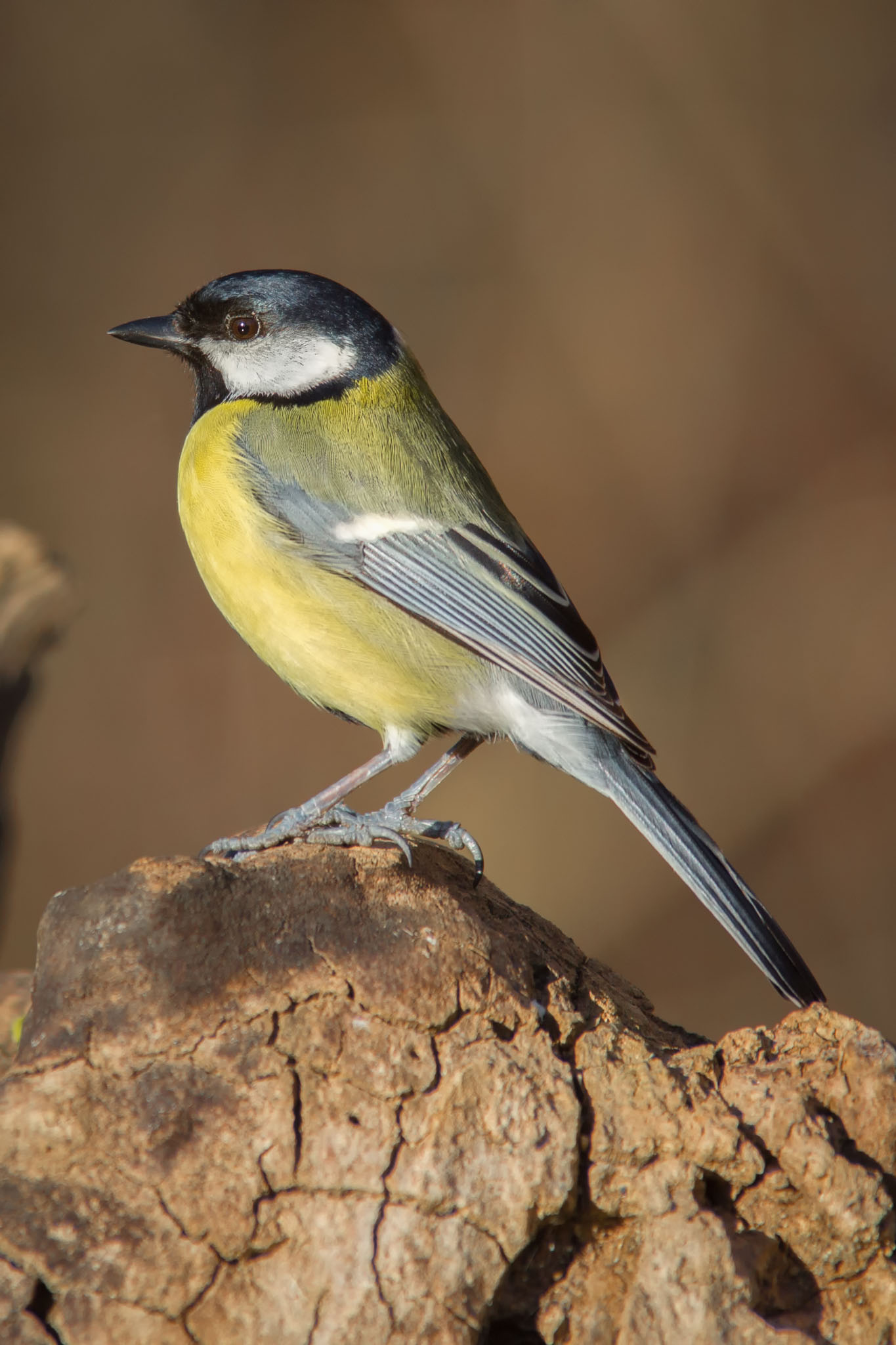 Tit at sunset...
