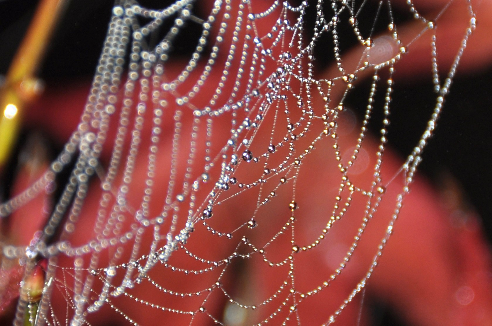 web...