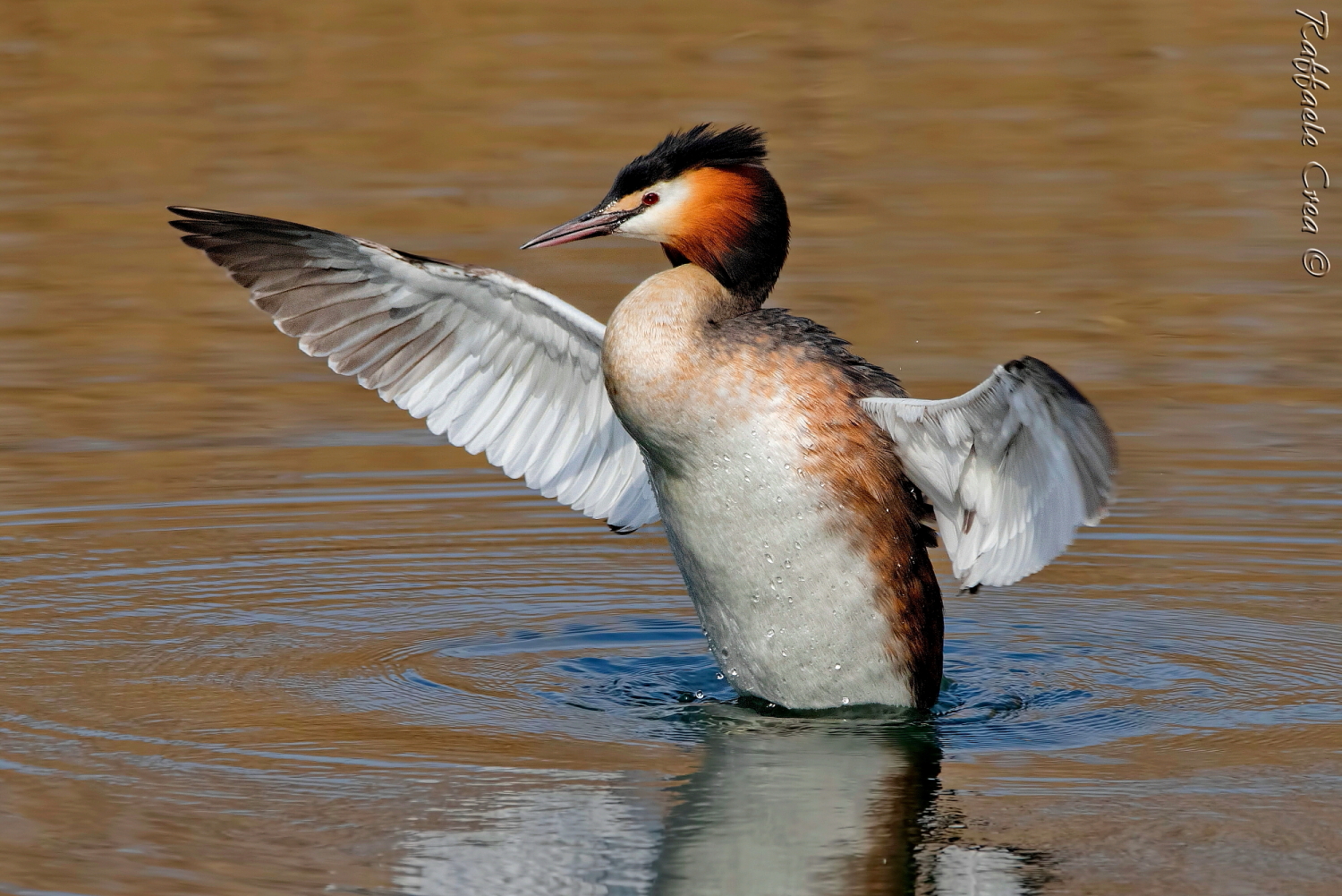 Great Crested Grebe: Rammed of wings...