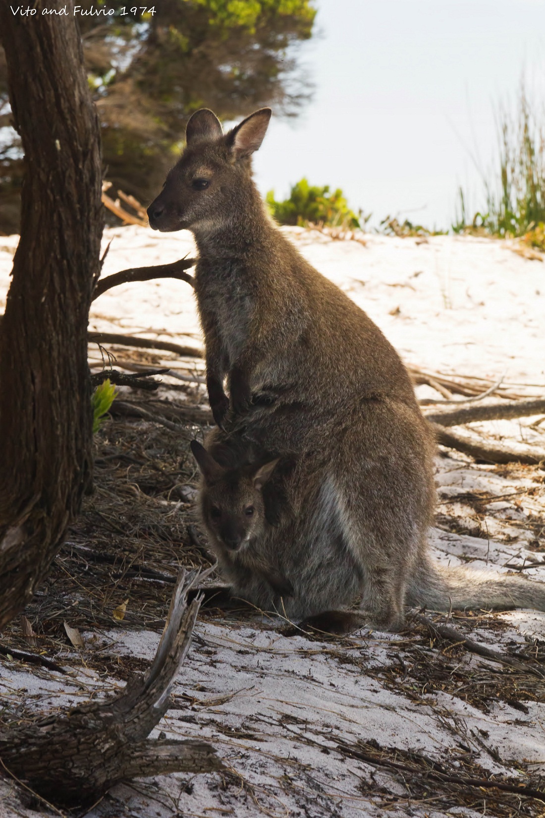 Wallaby Mom and son !!...