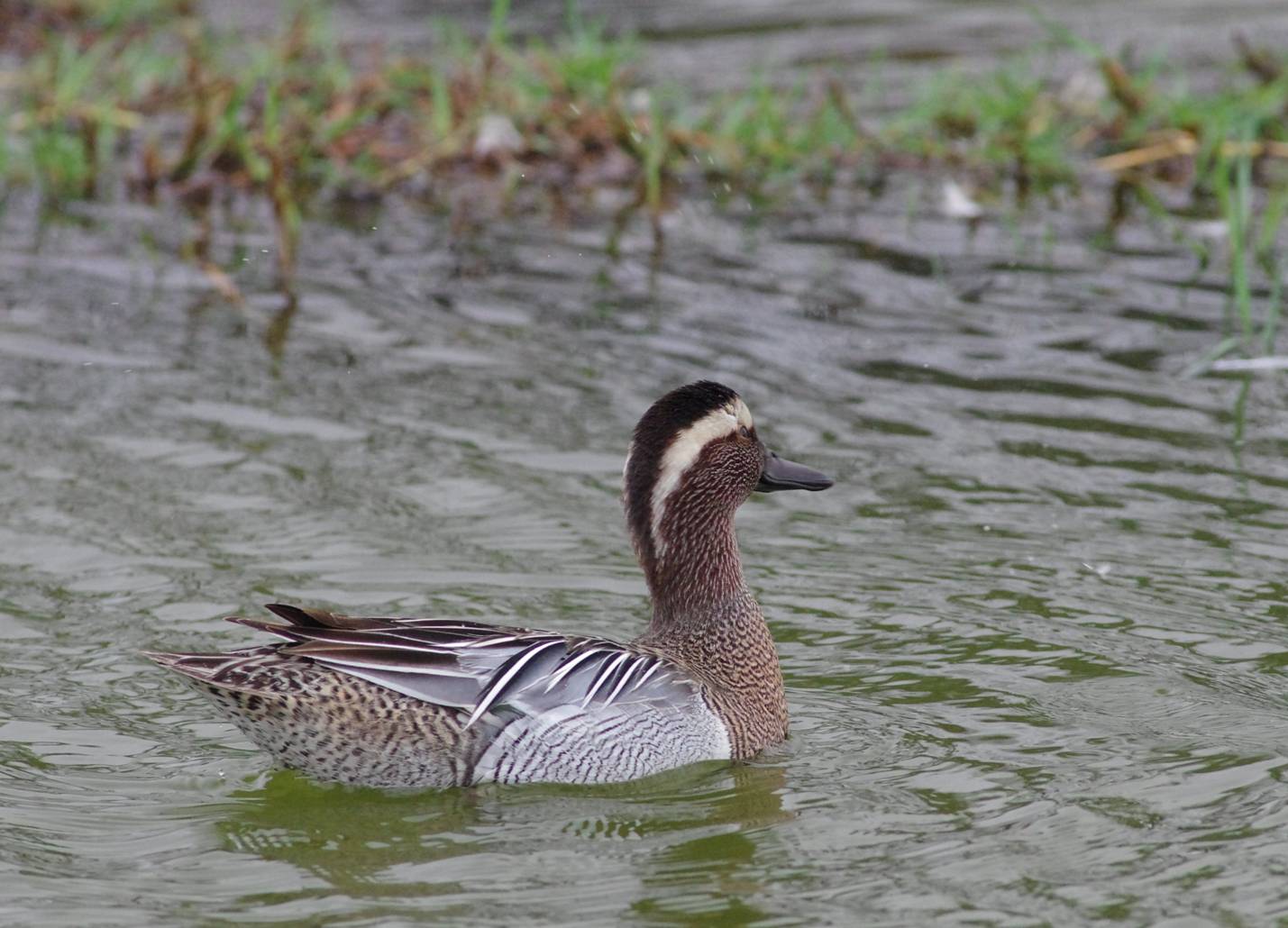 Garganey...