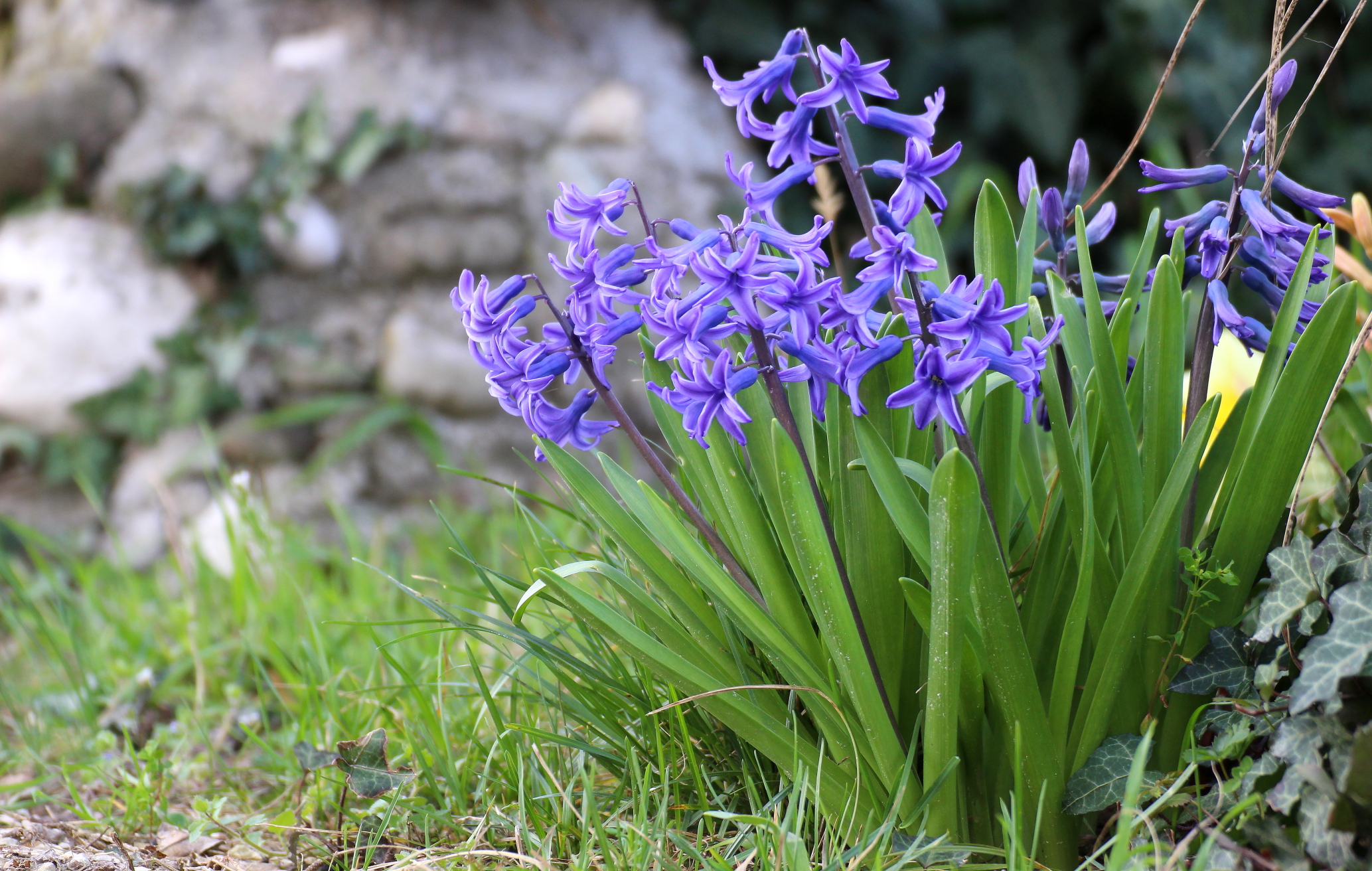 Accenni di primavera...