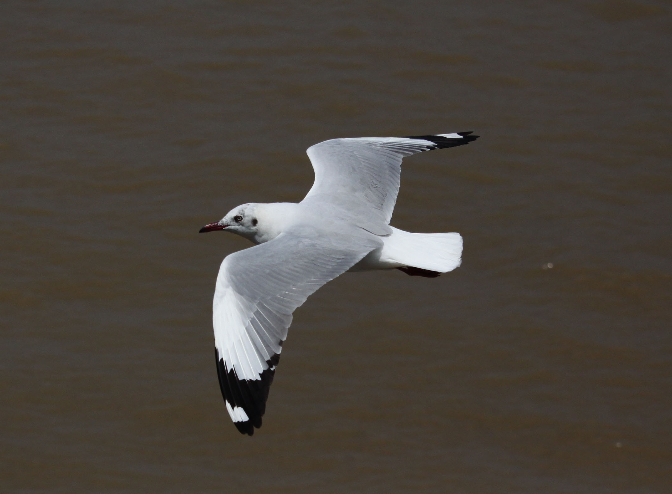 Flight...