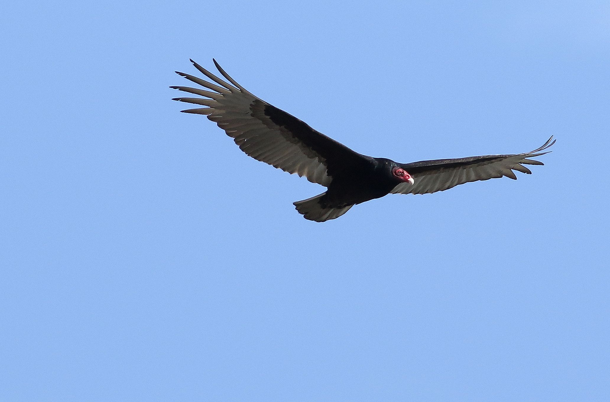 Ultimate Soaring...