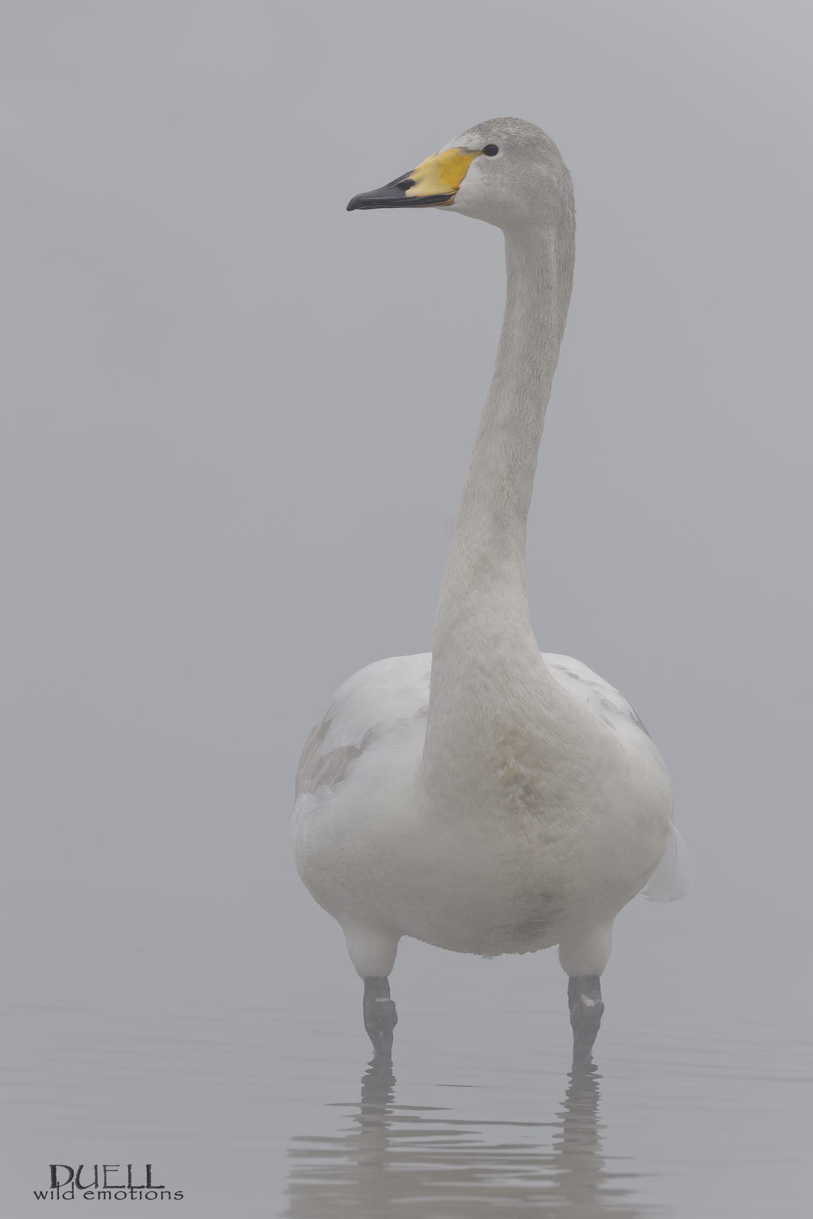 swan in the fog...