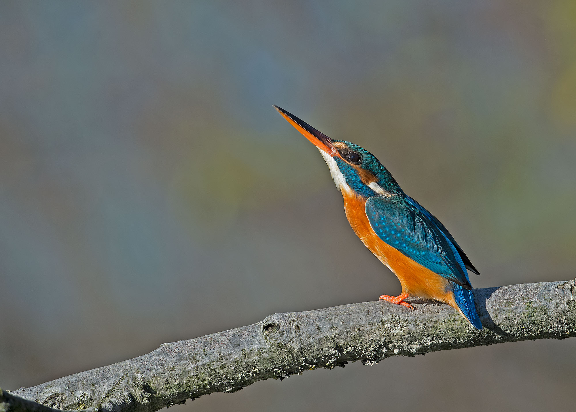 Kingfisher - Martin pescatore...