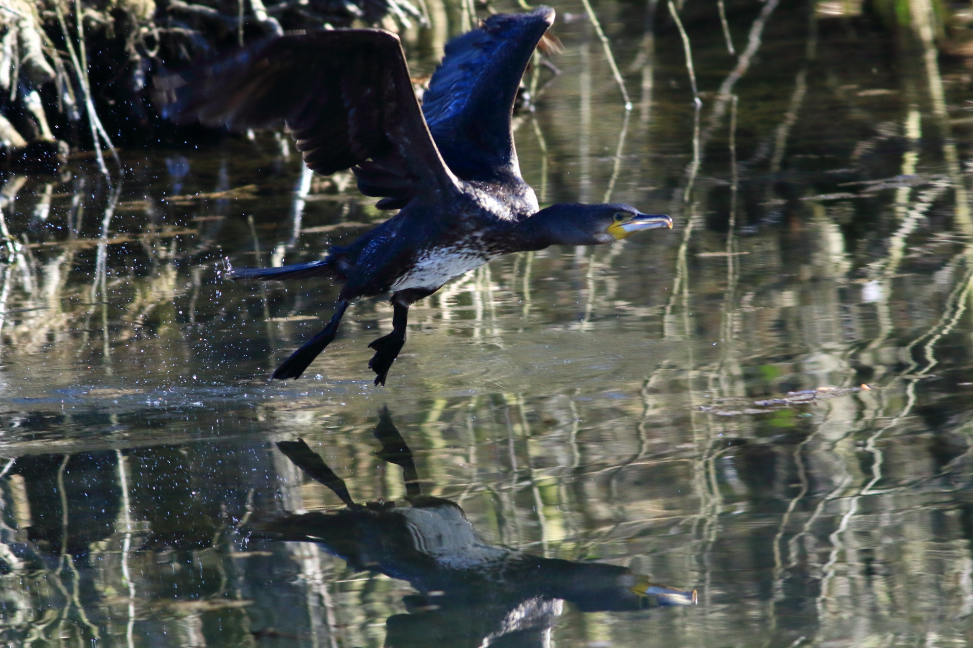 The takeoff of the cormorant...