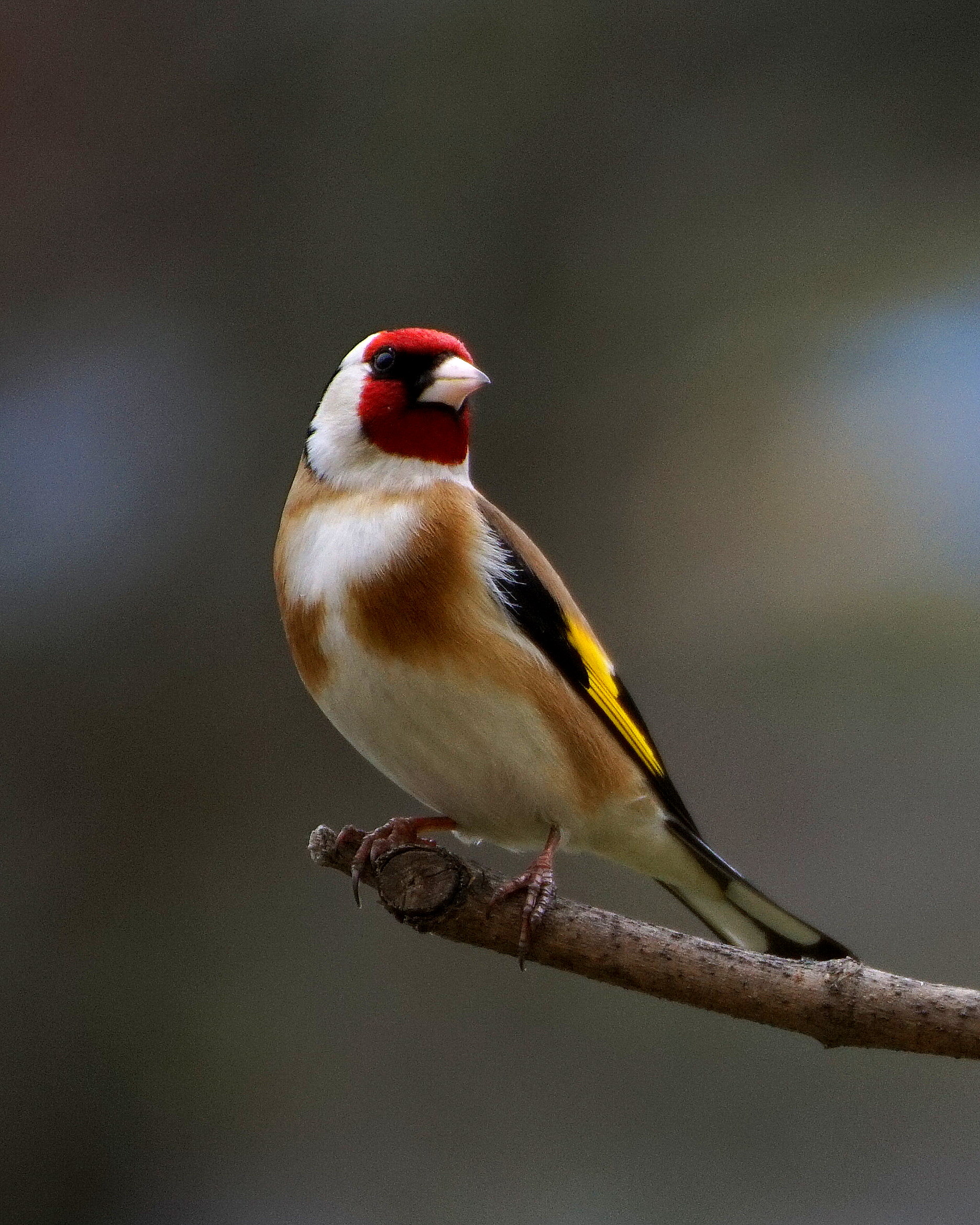 European goldfinch (the winner :-) )...