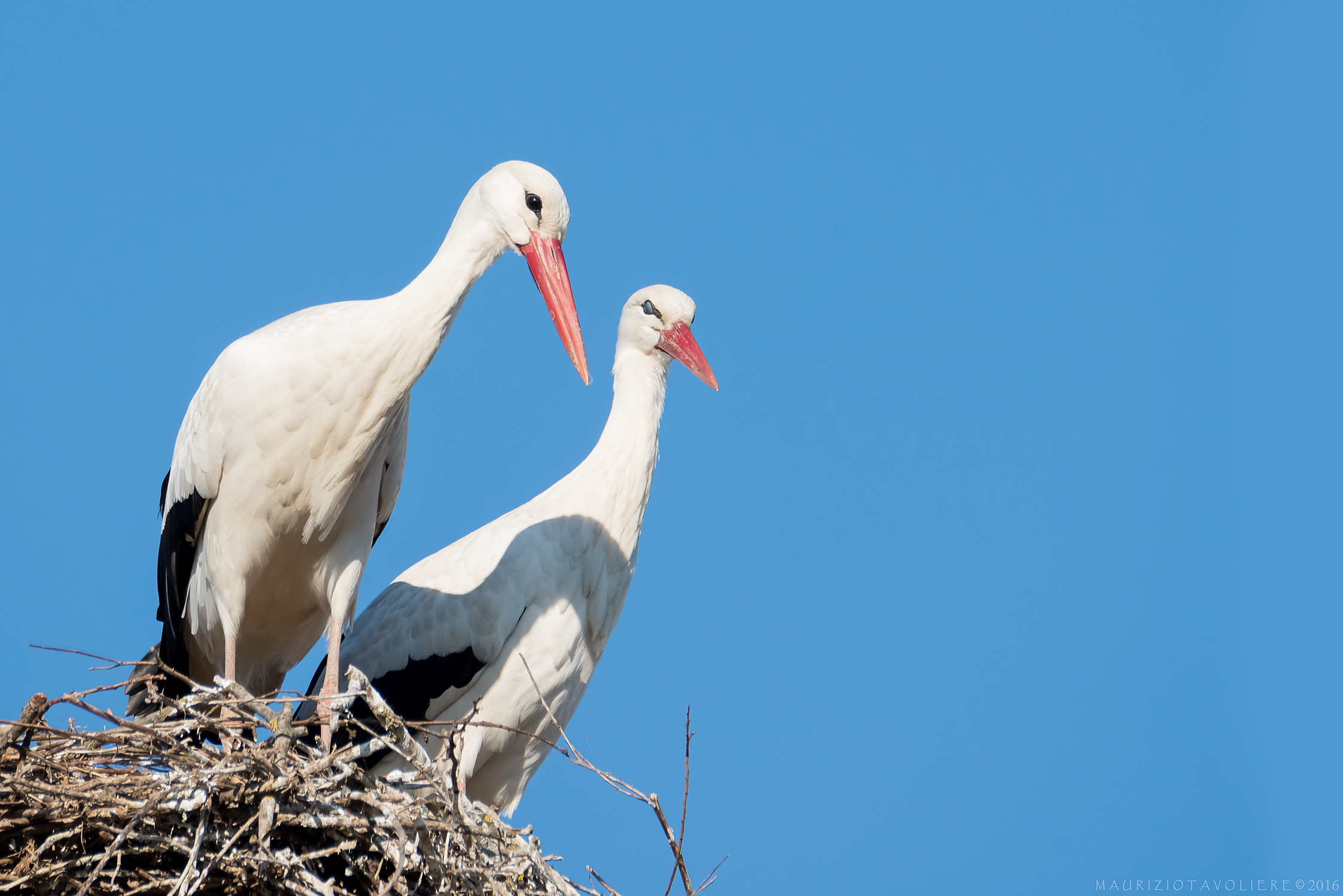 The lookouts Piedmontese .. Storks, March '16....