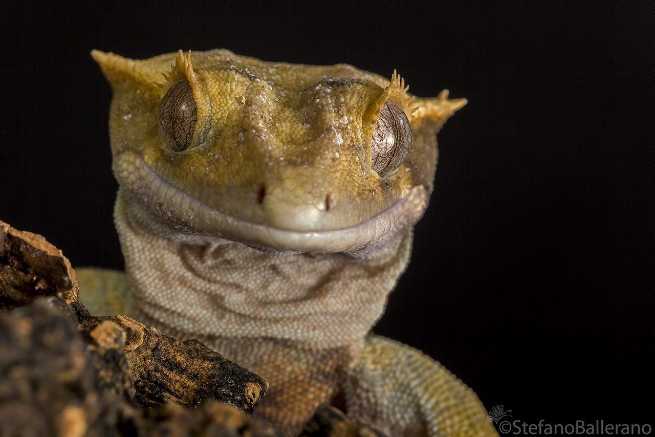 Correlophus ciliatus...