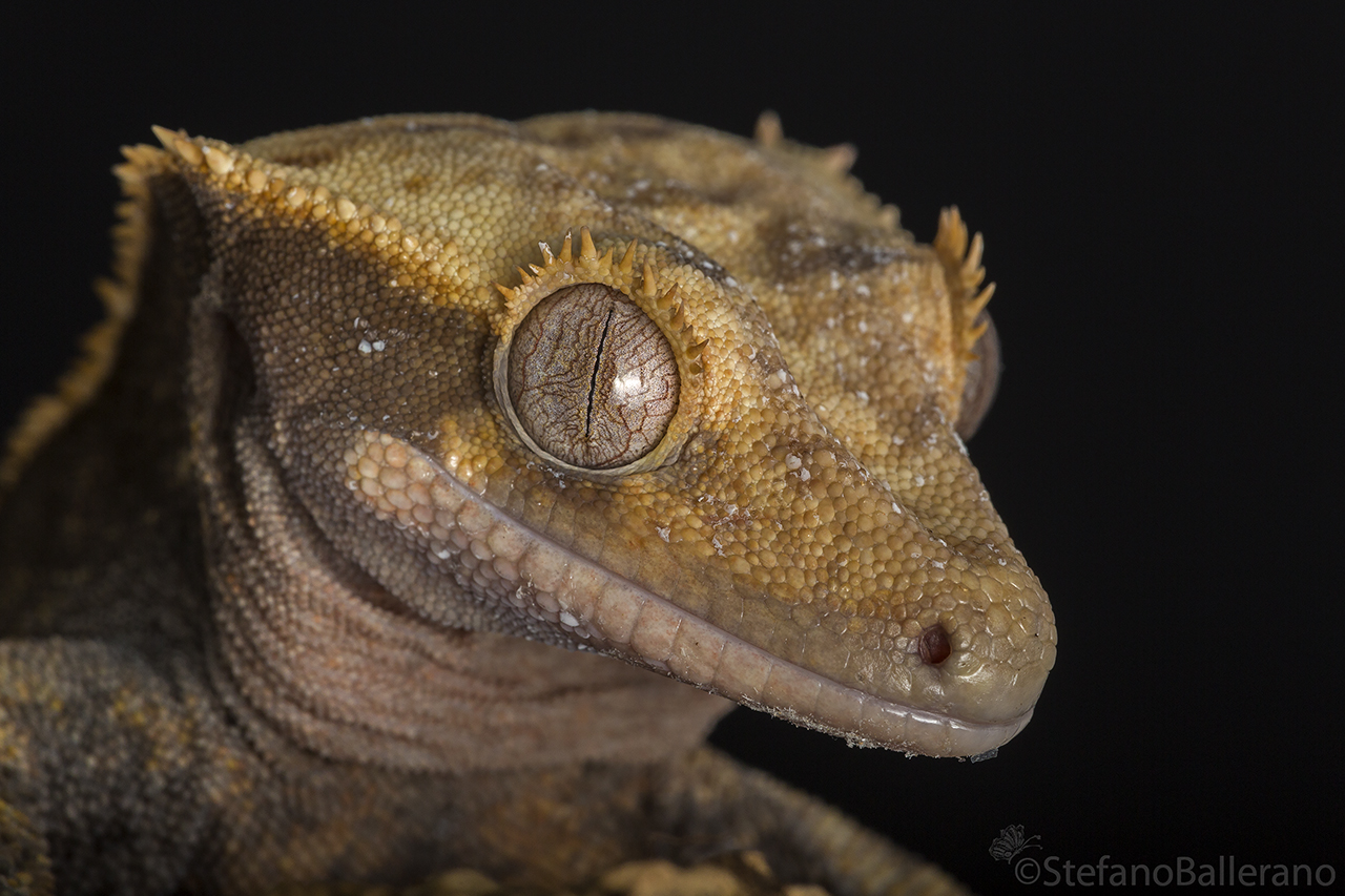 Correlophus ciliatus...