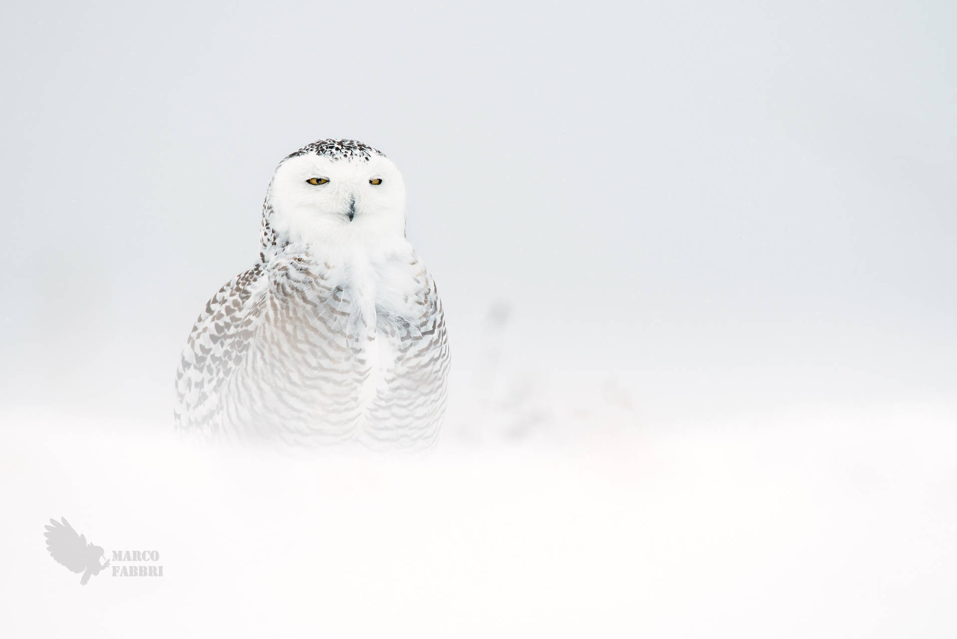 Snowy Owl...