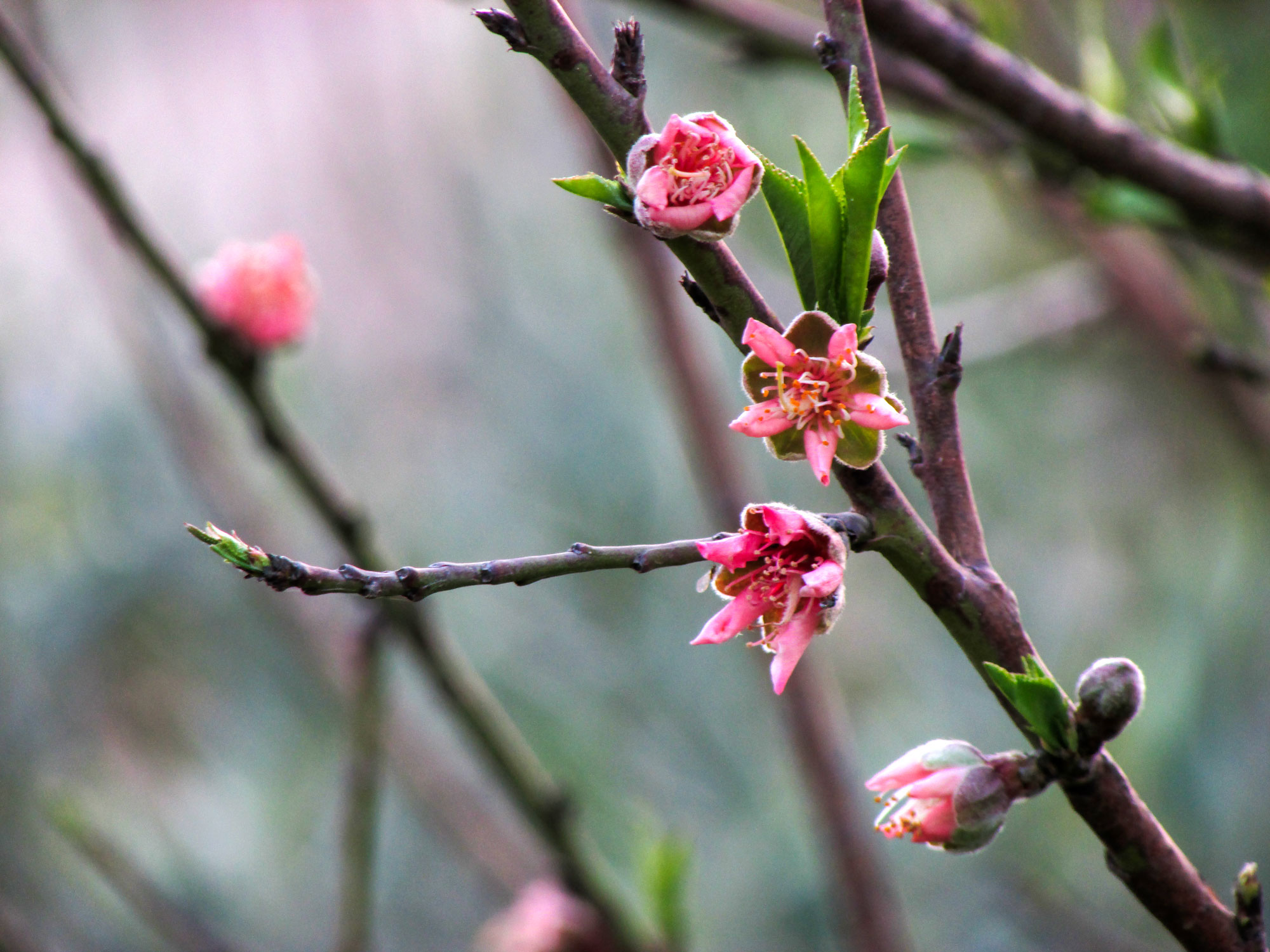fioritura primaverile...