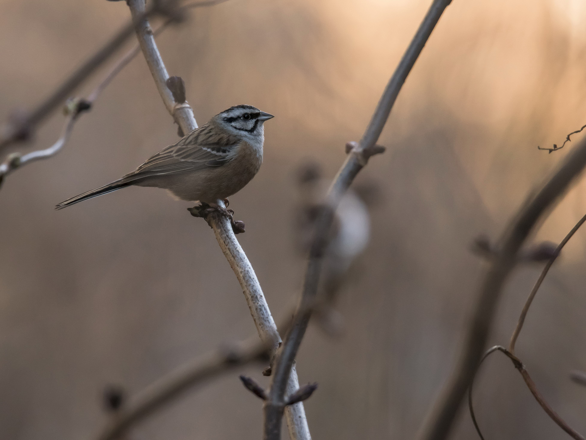 Rock Bunting...