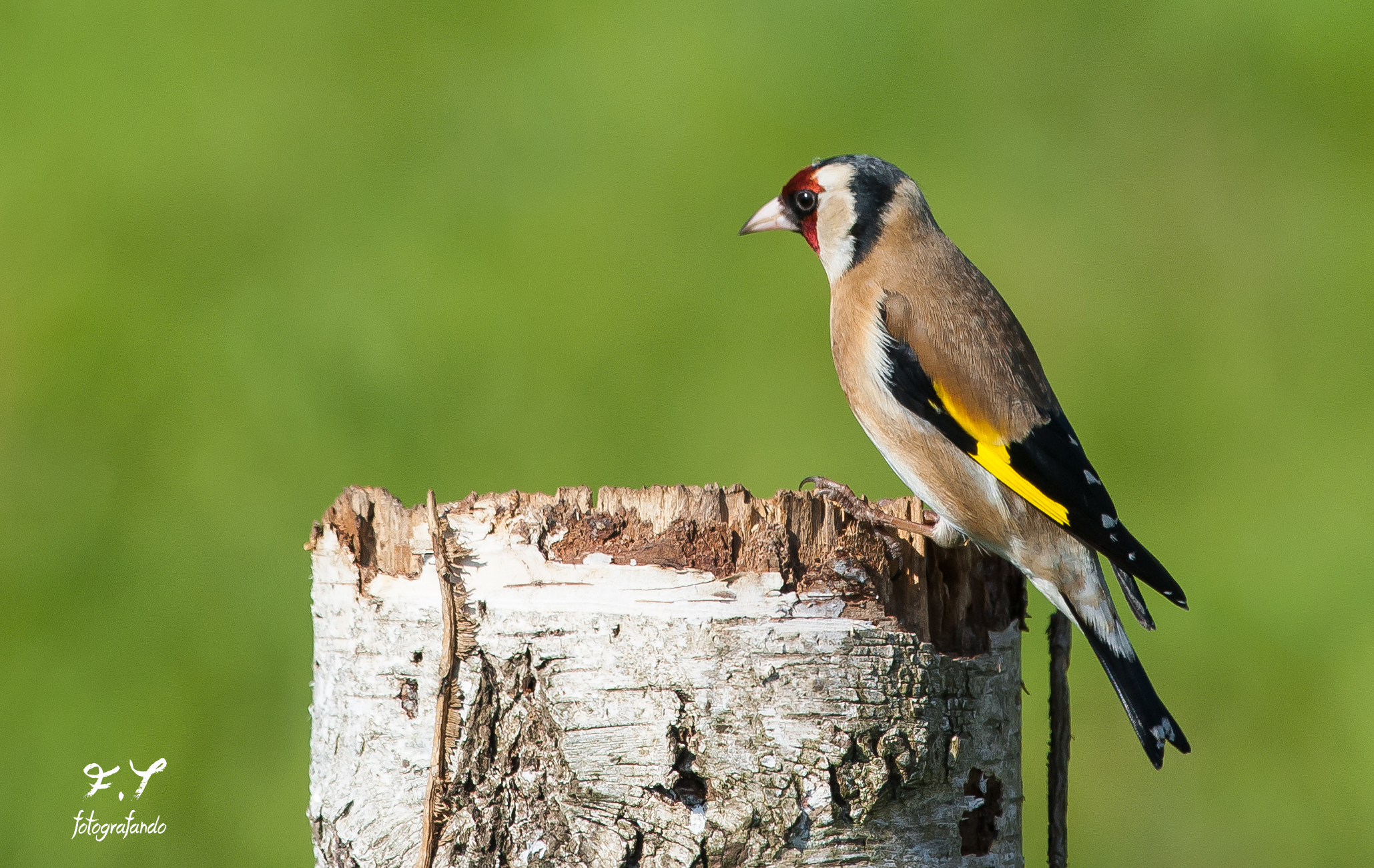 Goldfinch...