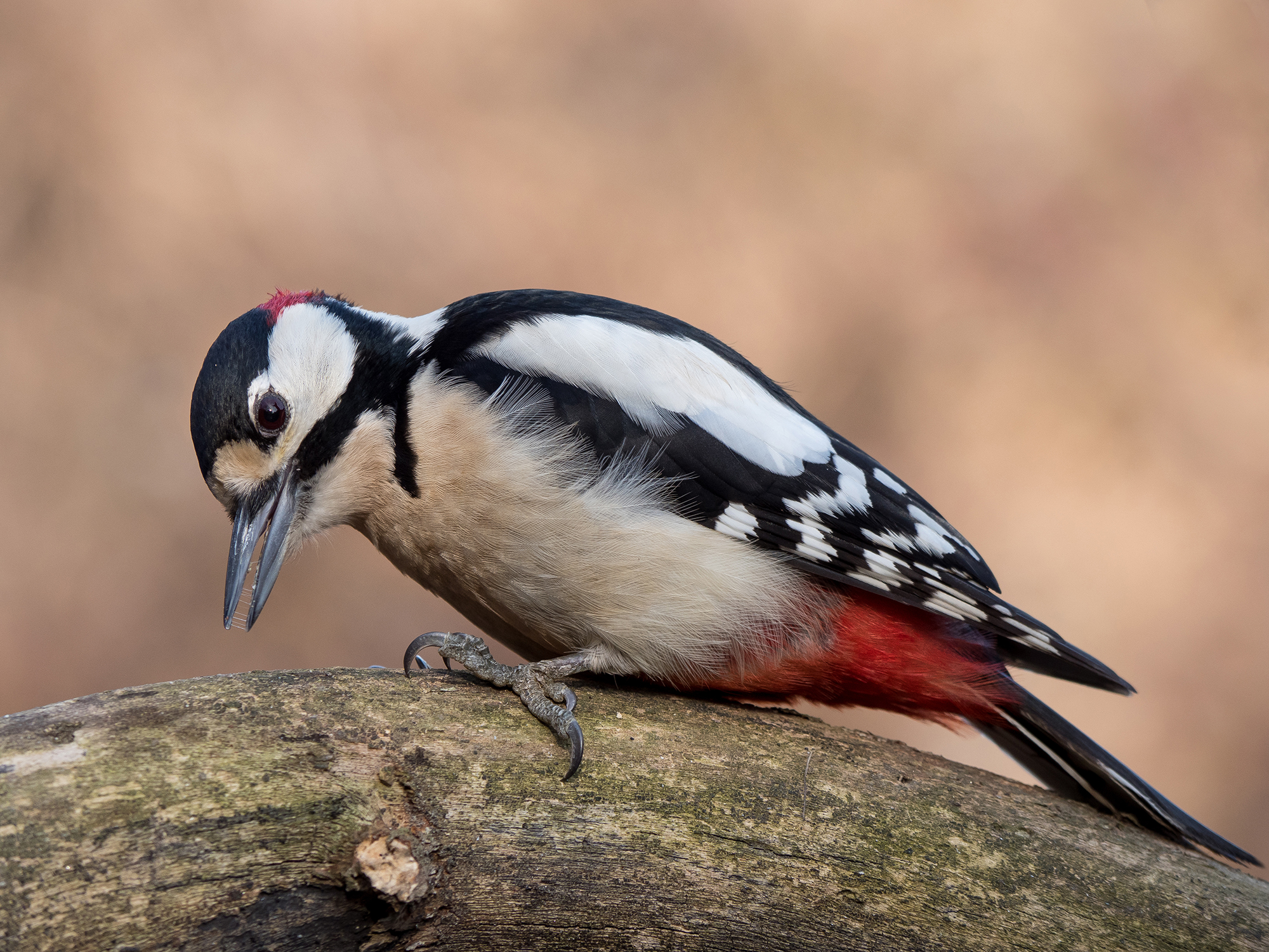Spotted Woodpecker (Male)...