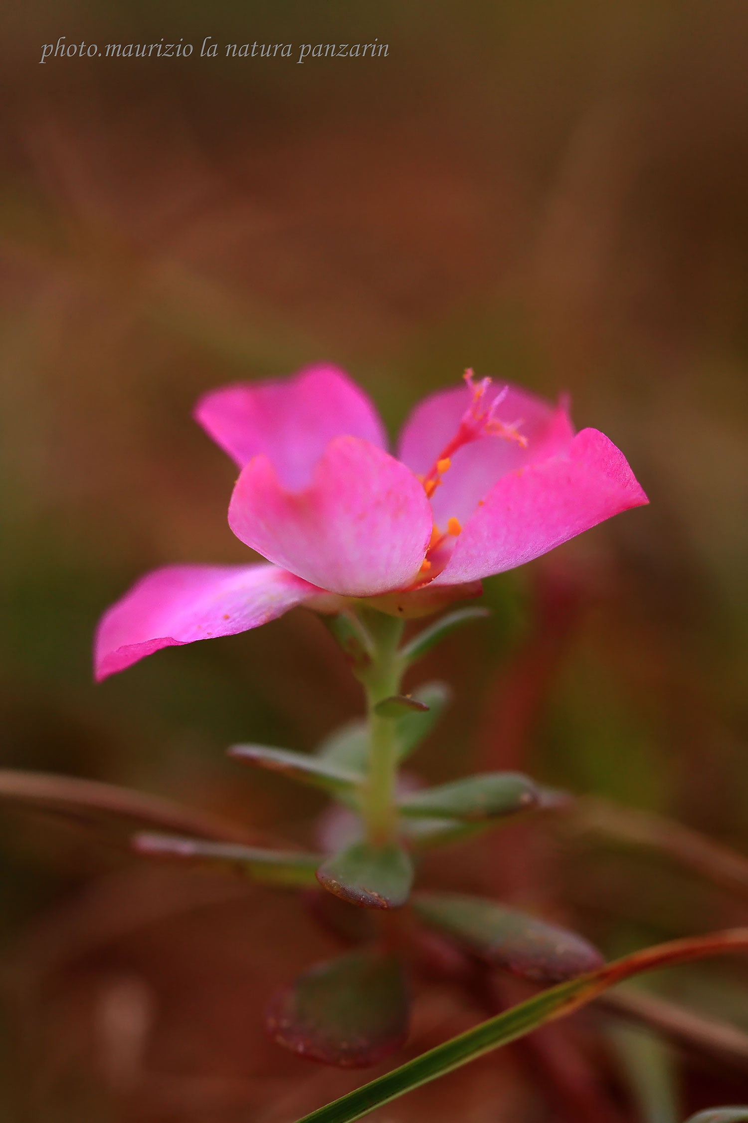 flora spontanea!...