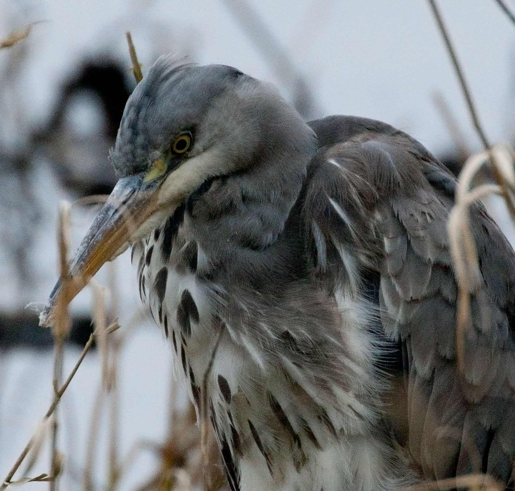 Heron...