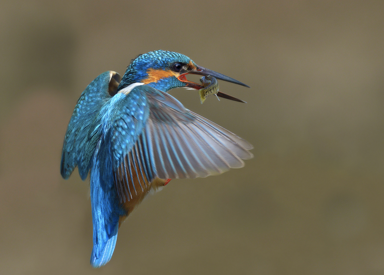 Kingfisher with fish....