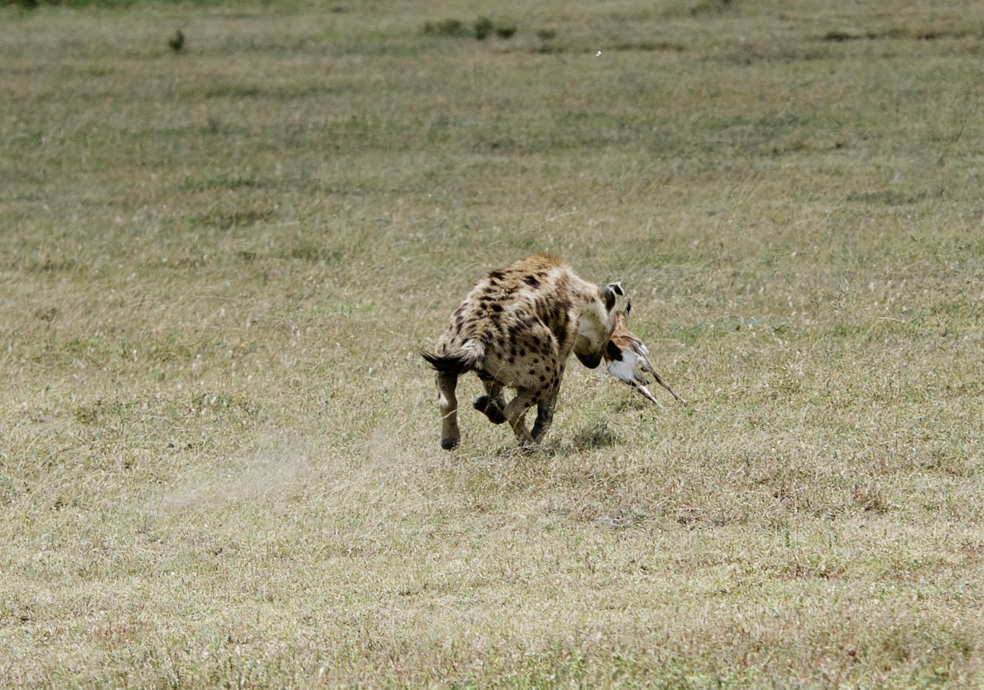 iena caccia piccolo di gazzella...