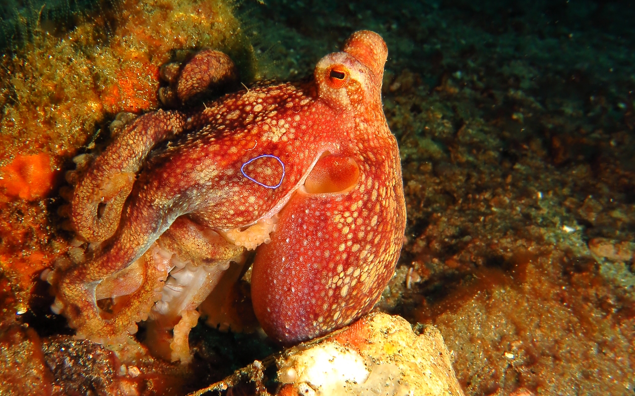 Octopus siamensis...