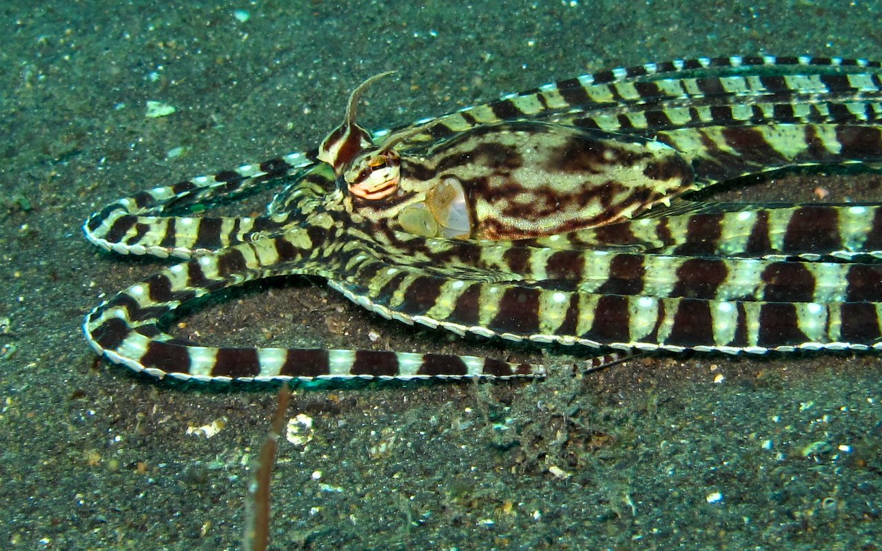 Thaumoctopus mimicus...