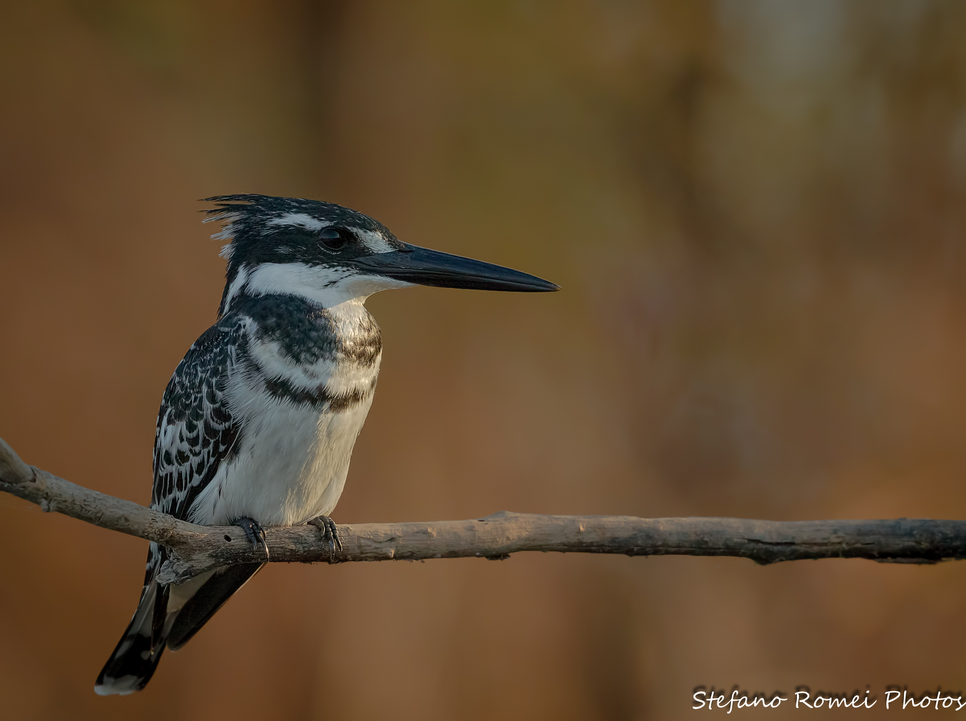 pied kingfisher, a clandestine coming?...