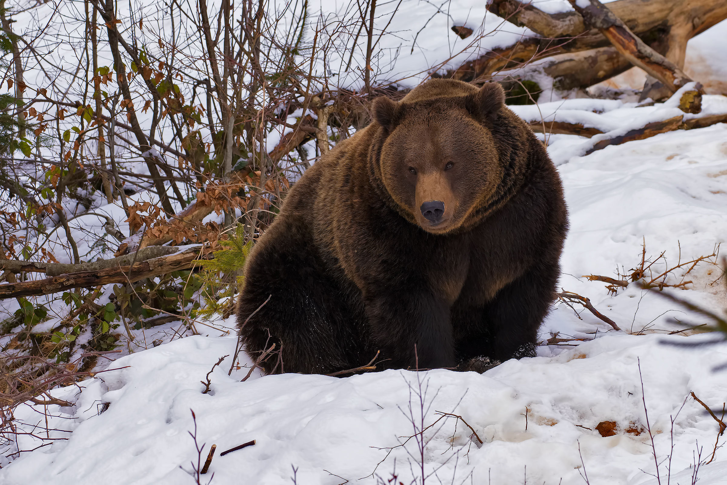 bear...