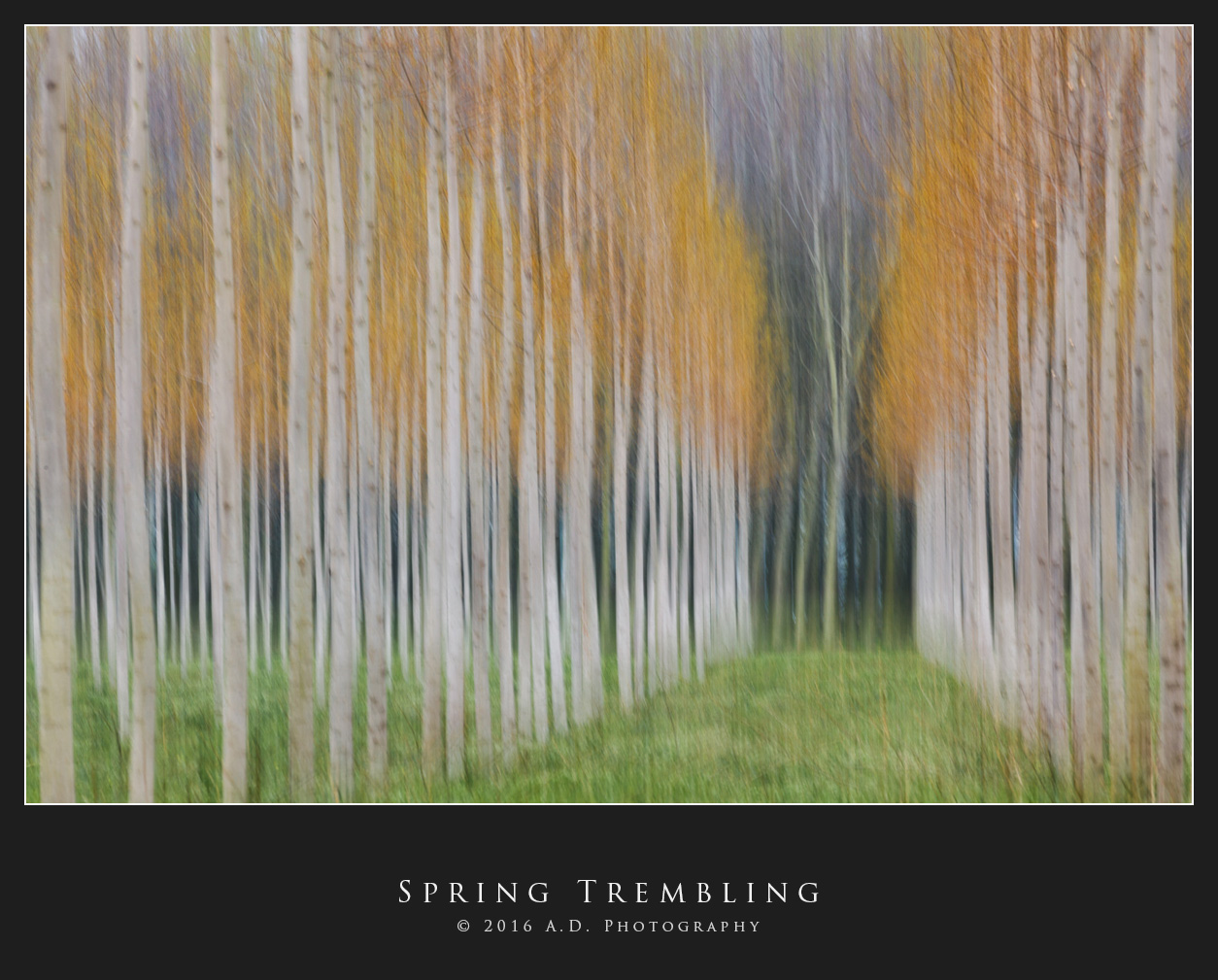 Spring Trembling...