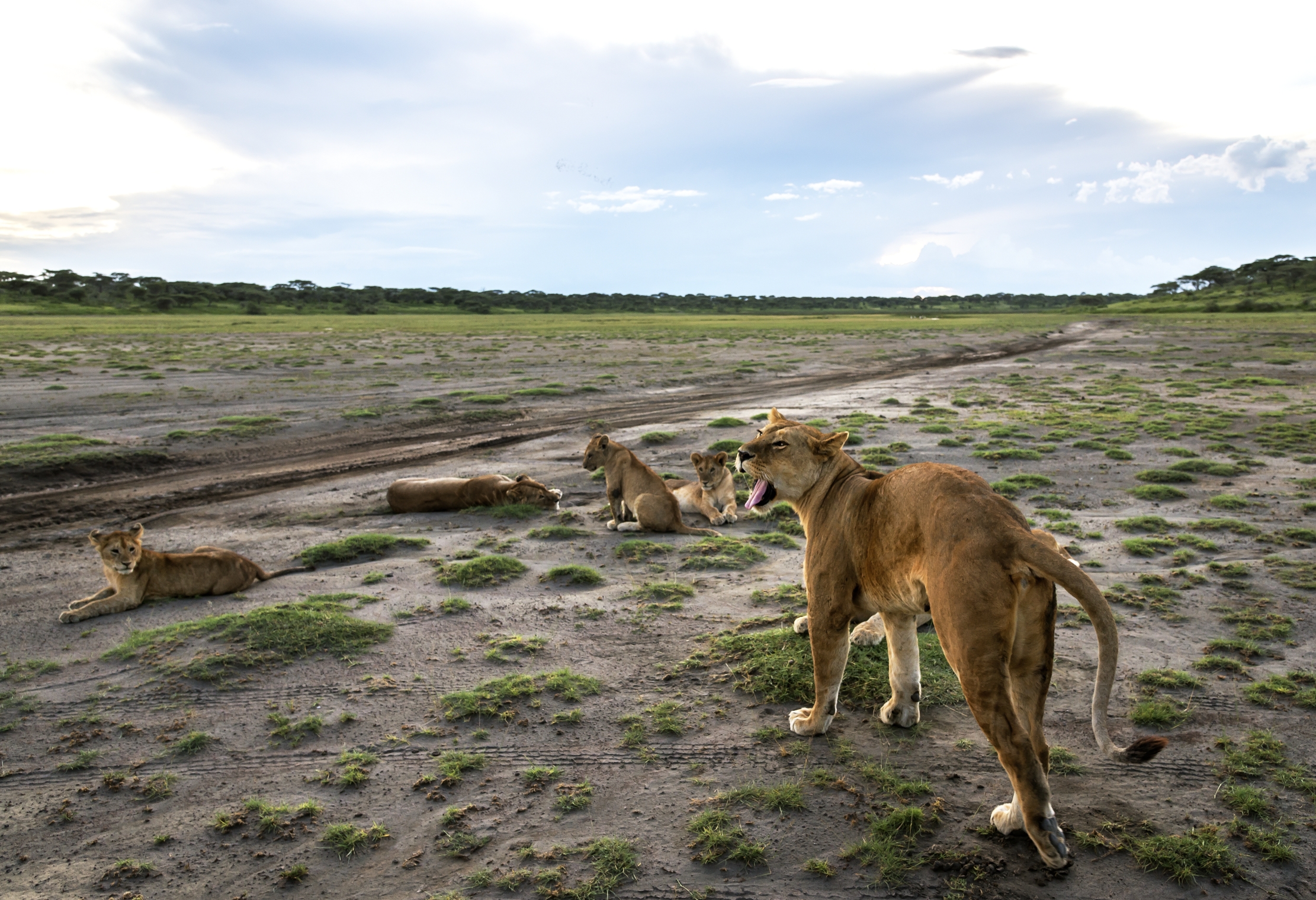 Tanzania 2016 - In the marsh Ndutu at sunset...