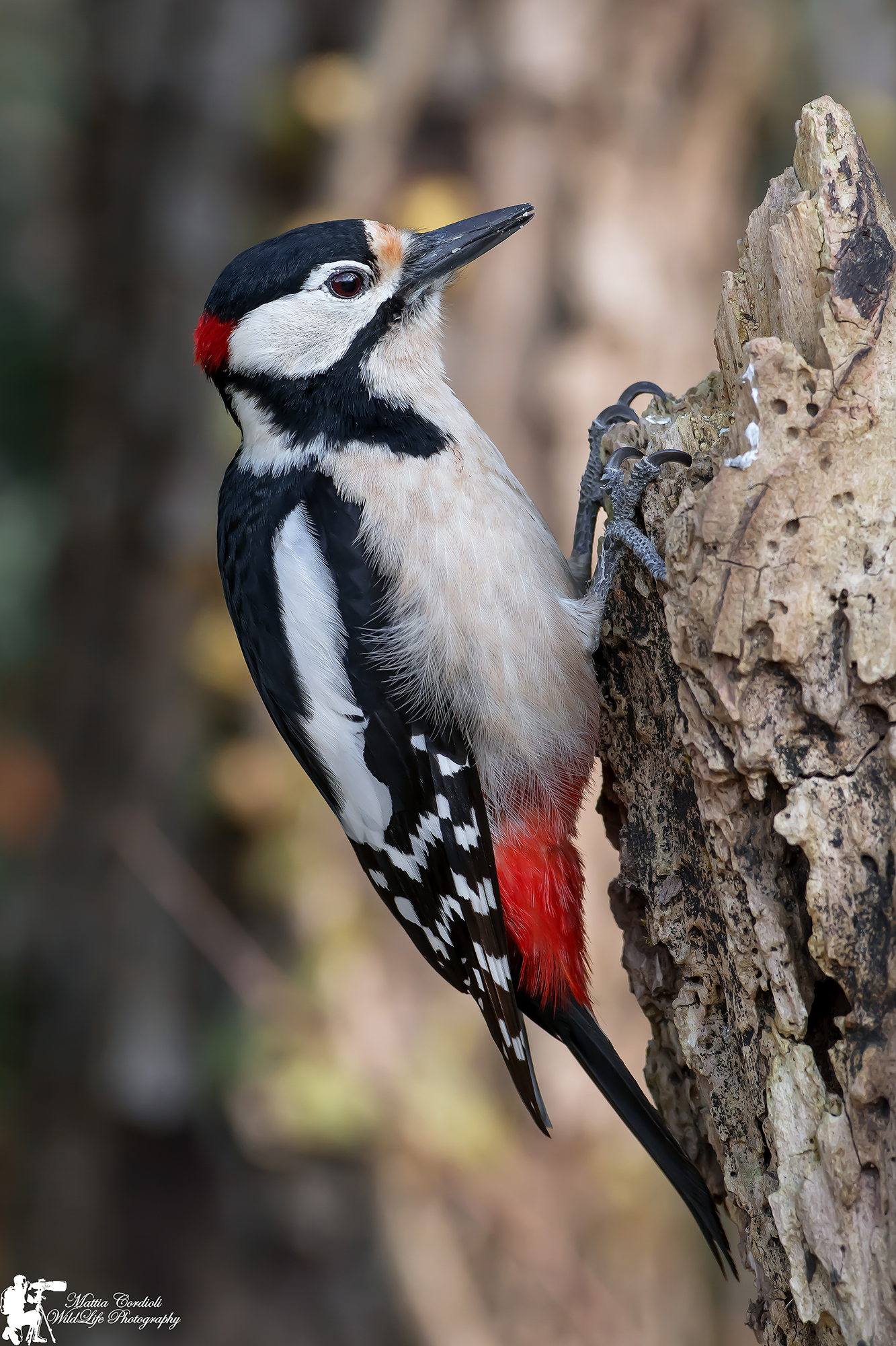 Male red...