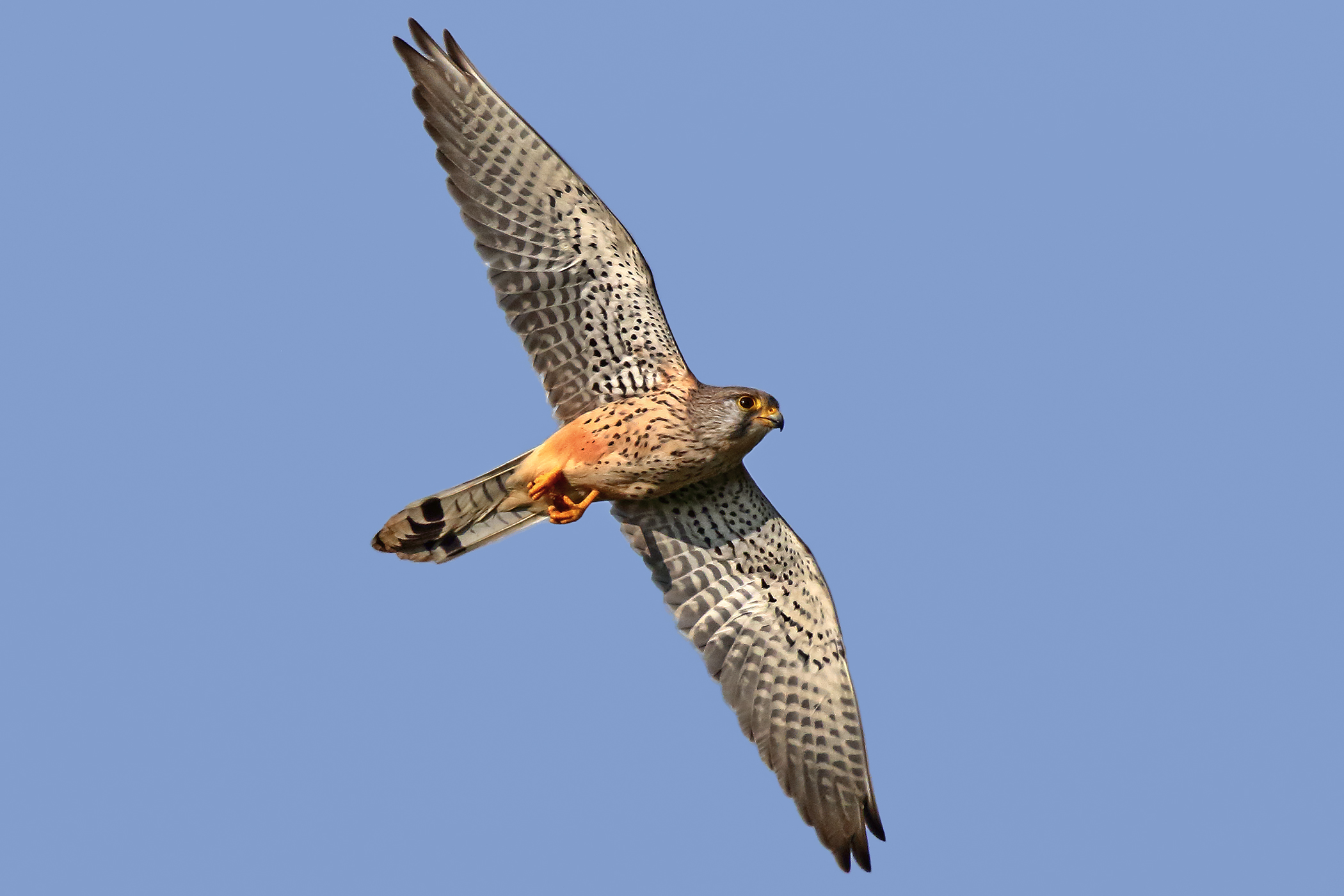 Kestrel in flight...