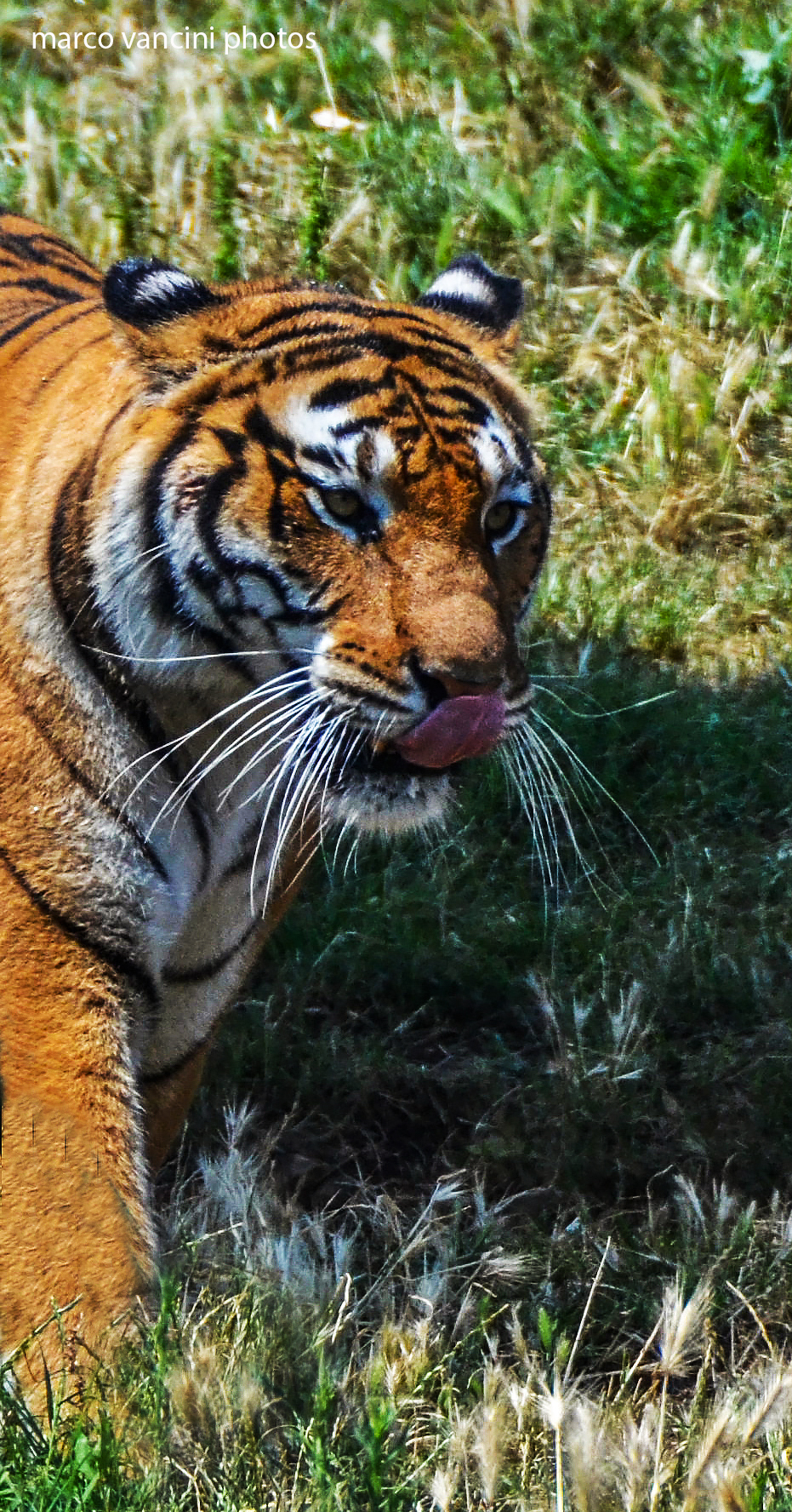 adult tiger...