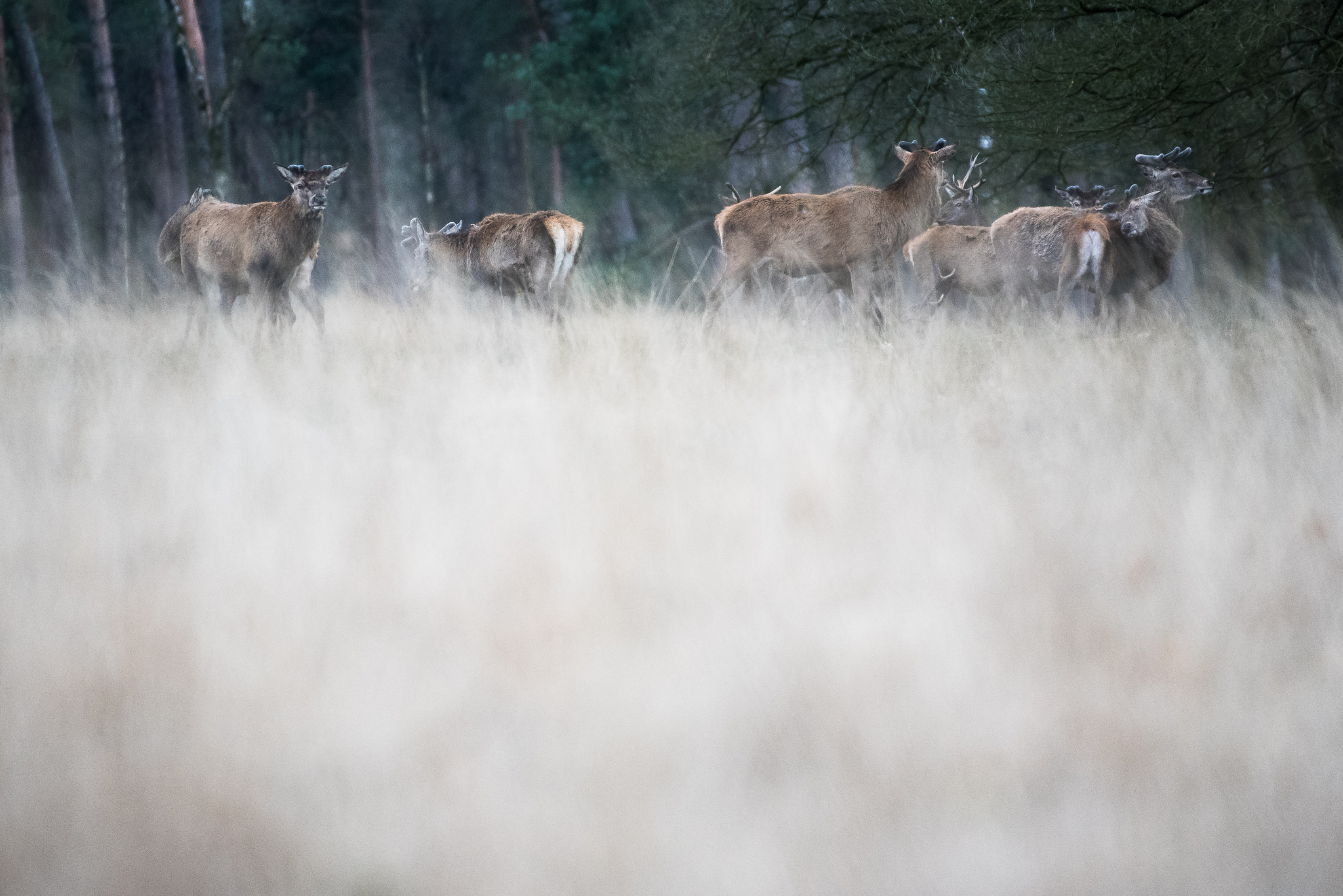 Deer in spring...