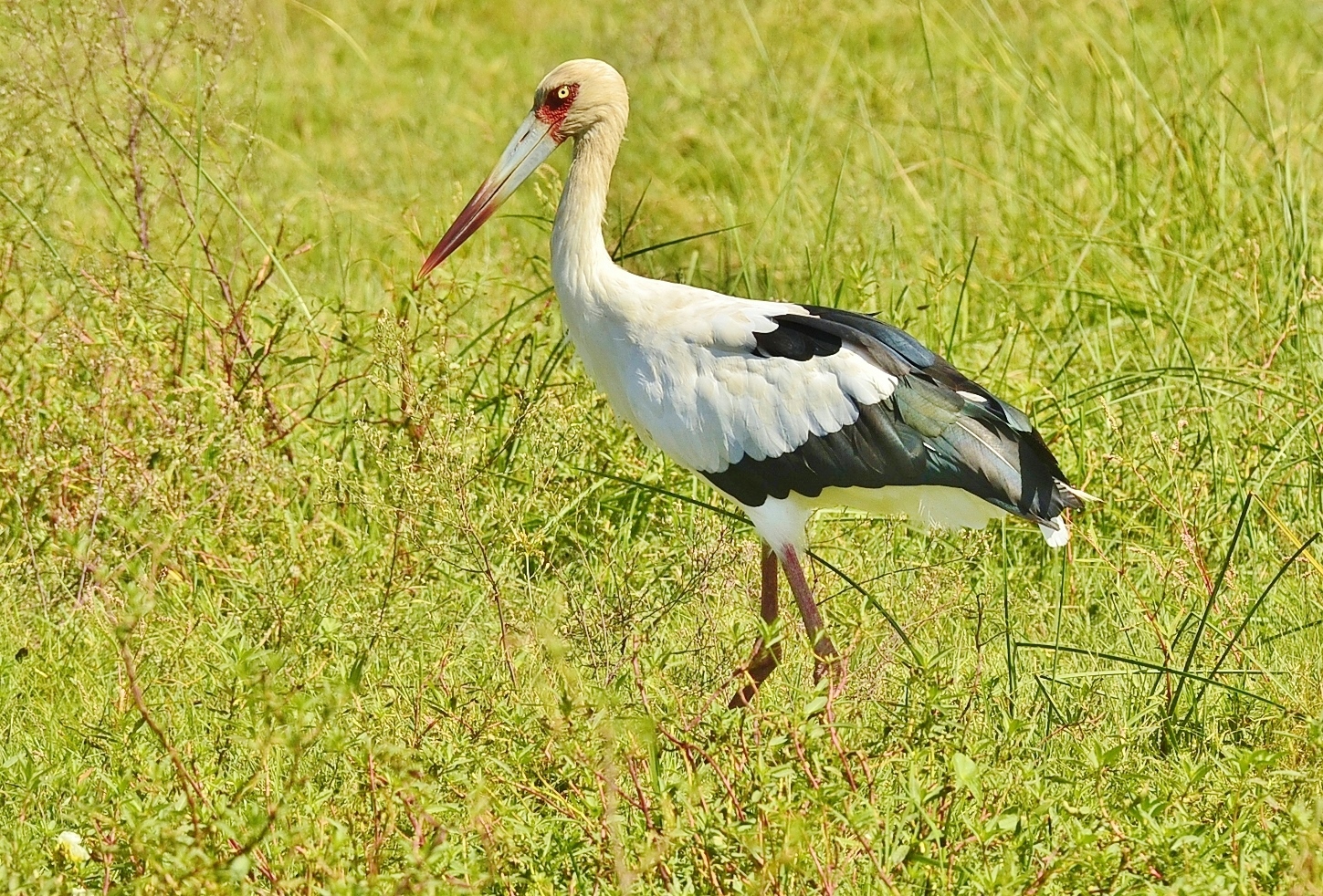 The Argentine stork...