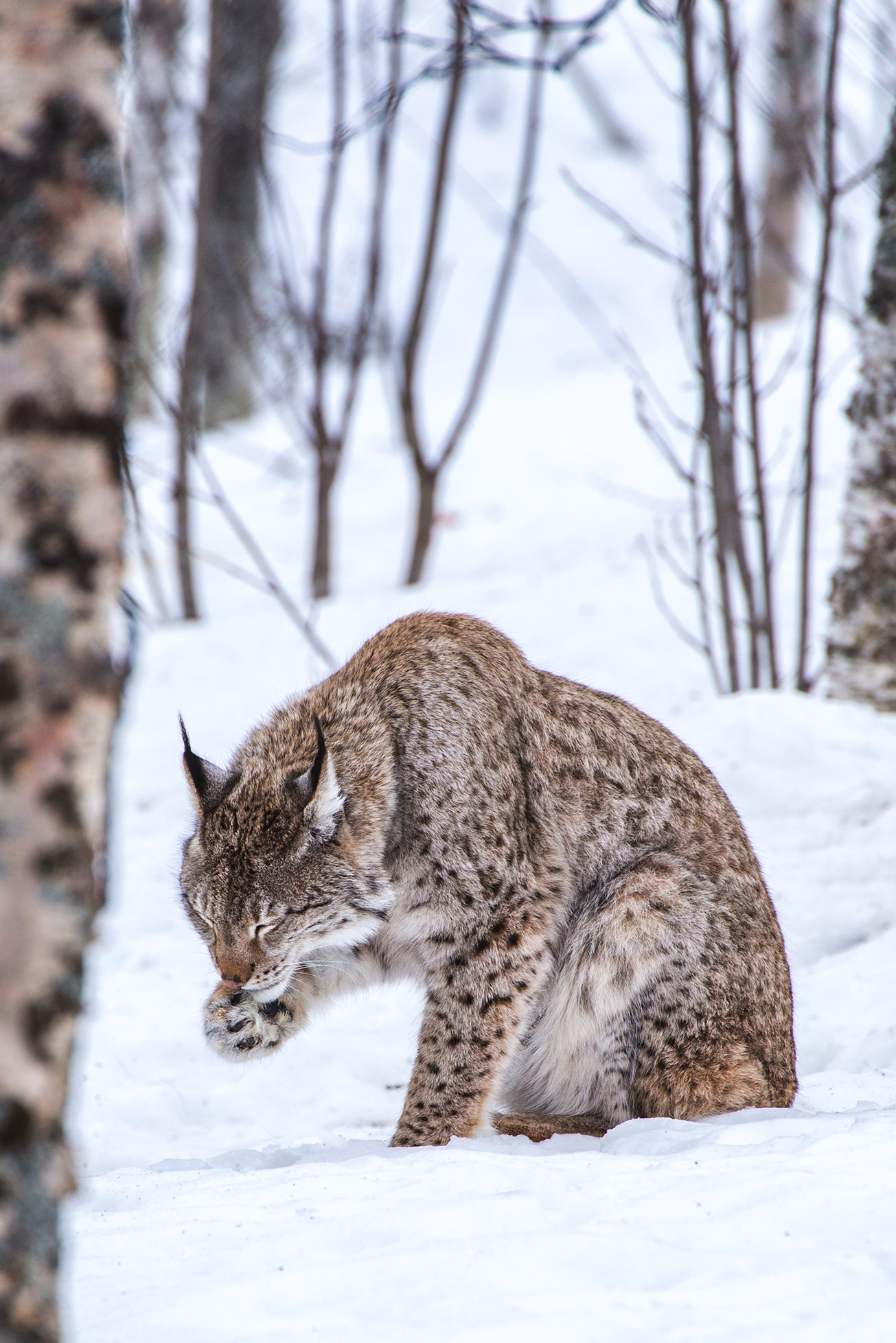 Lince...