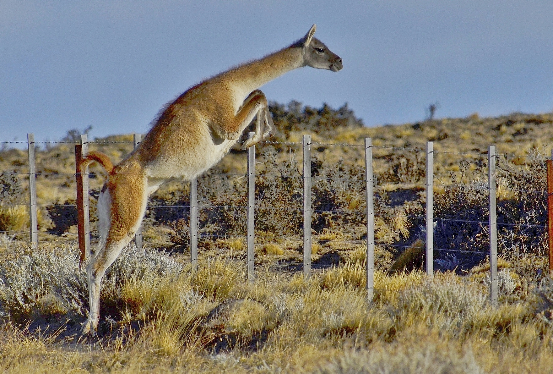 The jump of the guanaco...