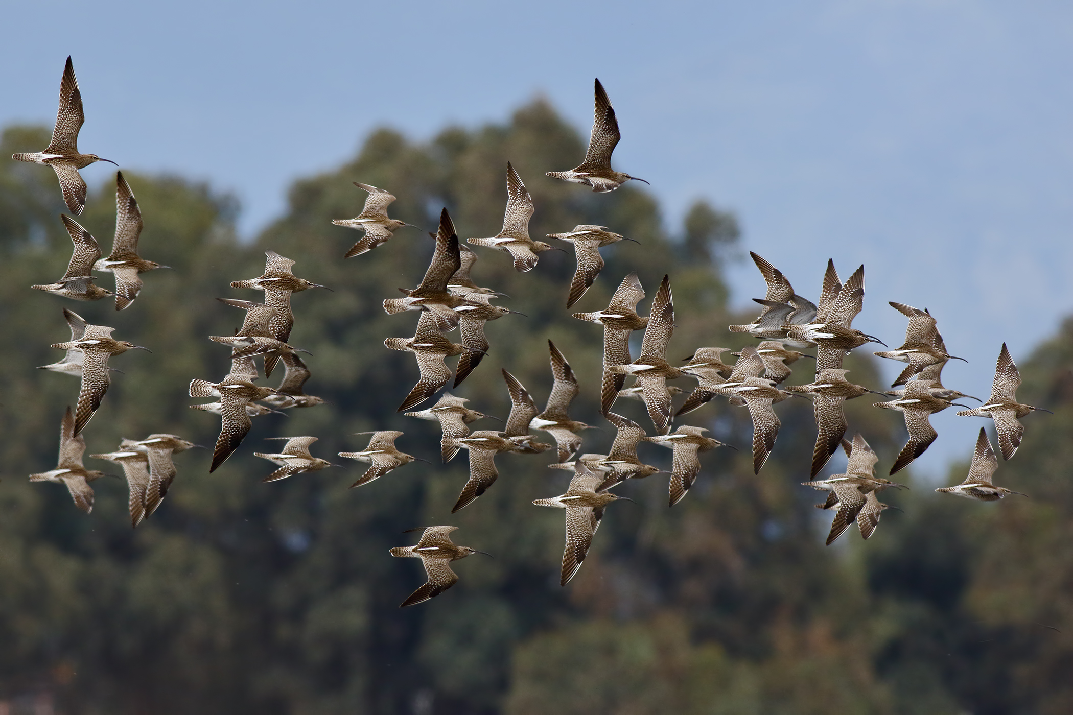 The migration of small curlews...