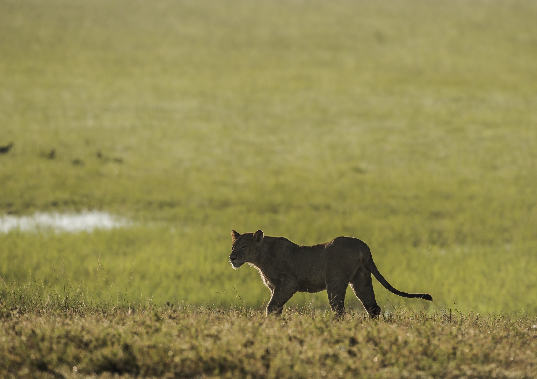 Tanzania 2016 - In the savannah...