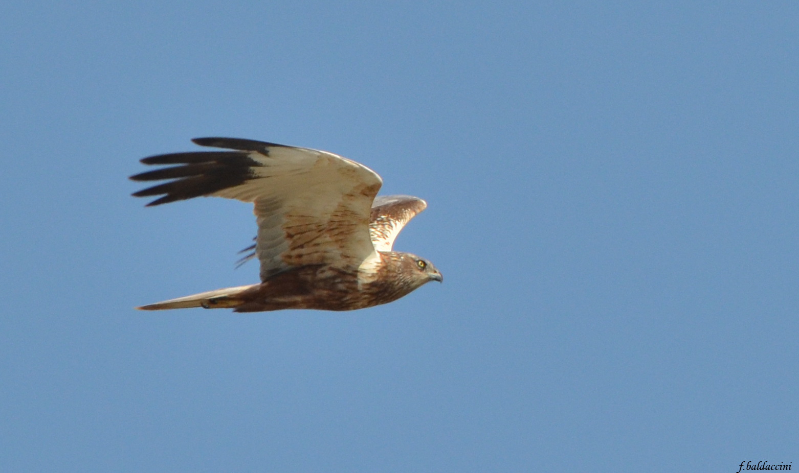 Male marsh harrier...