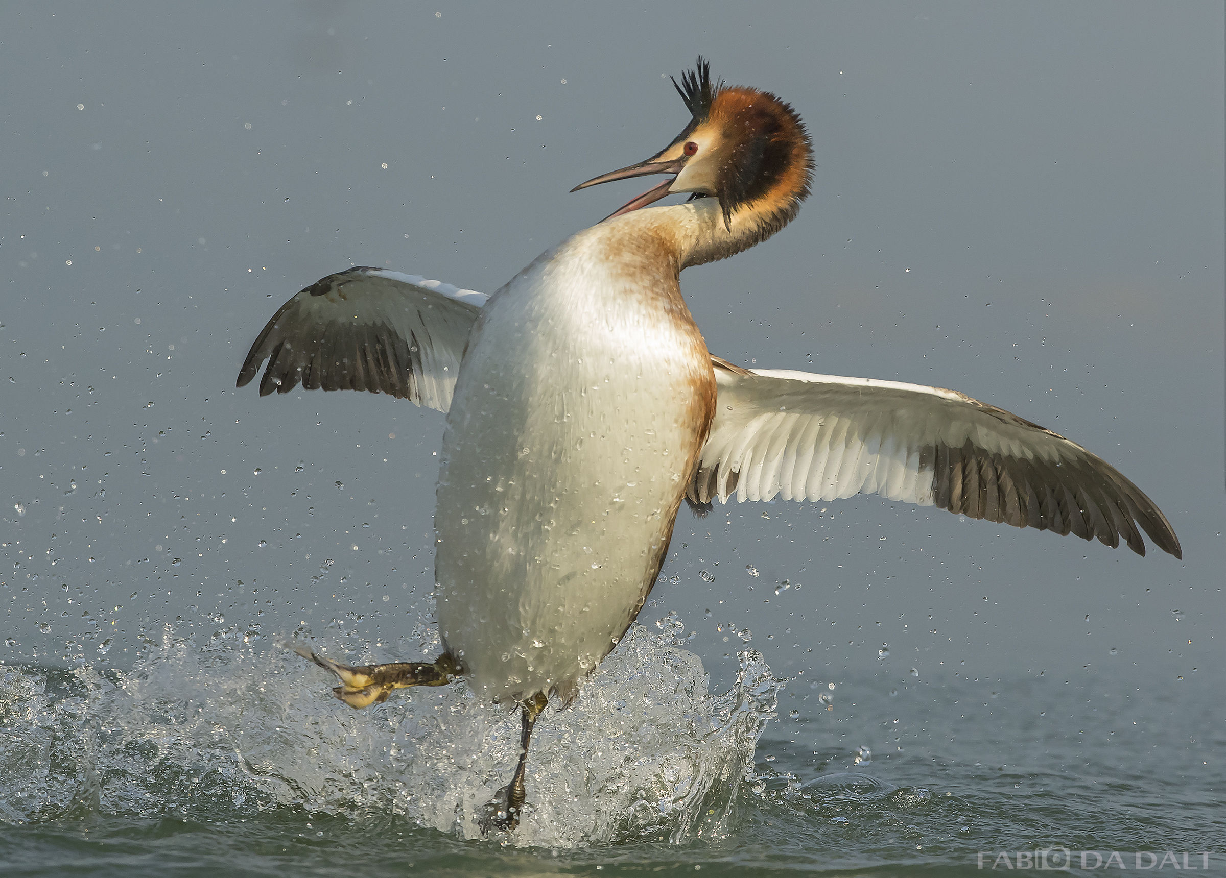 Great Crested Grebe...