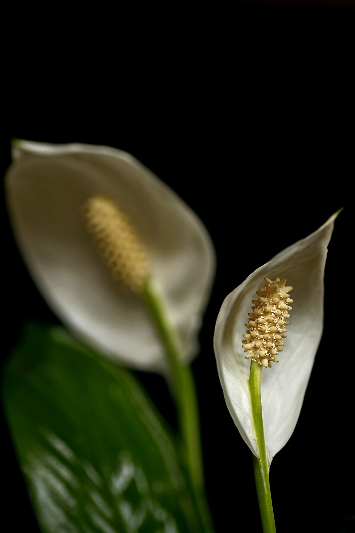 Spathiphyllum...