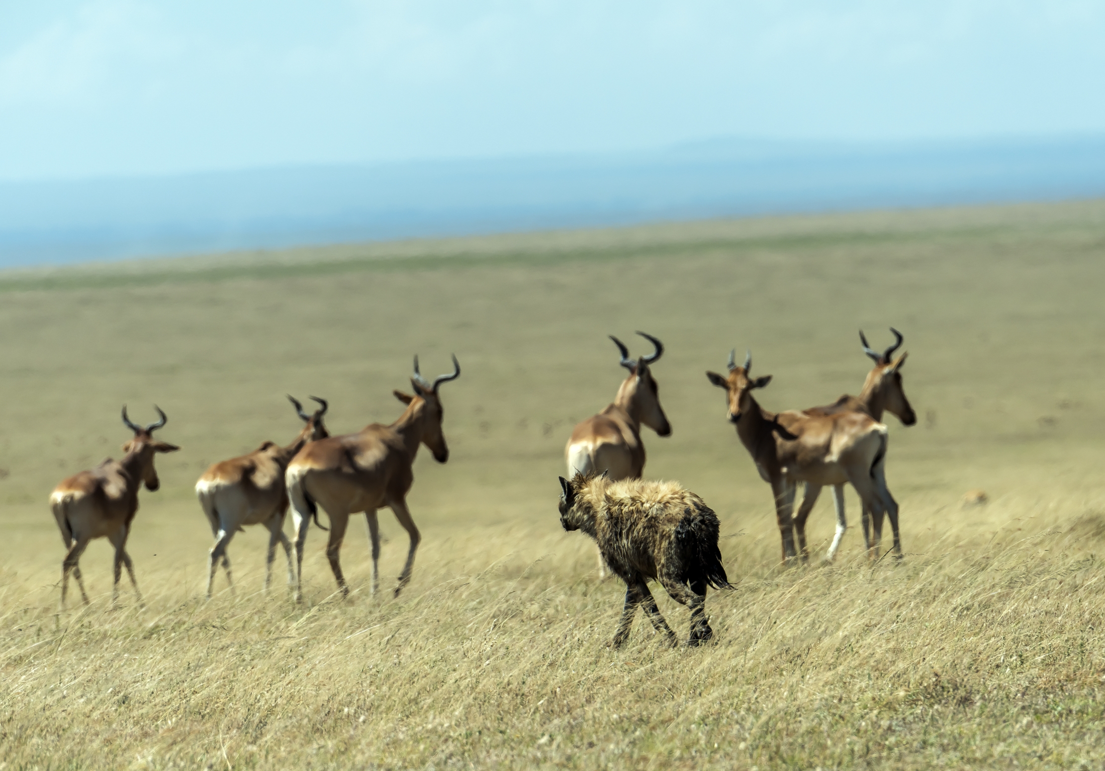 Tanzania 2016 - Viewed ......
