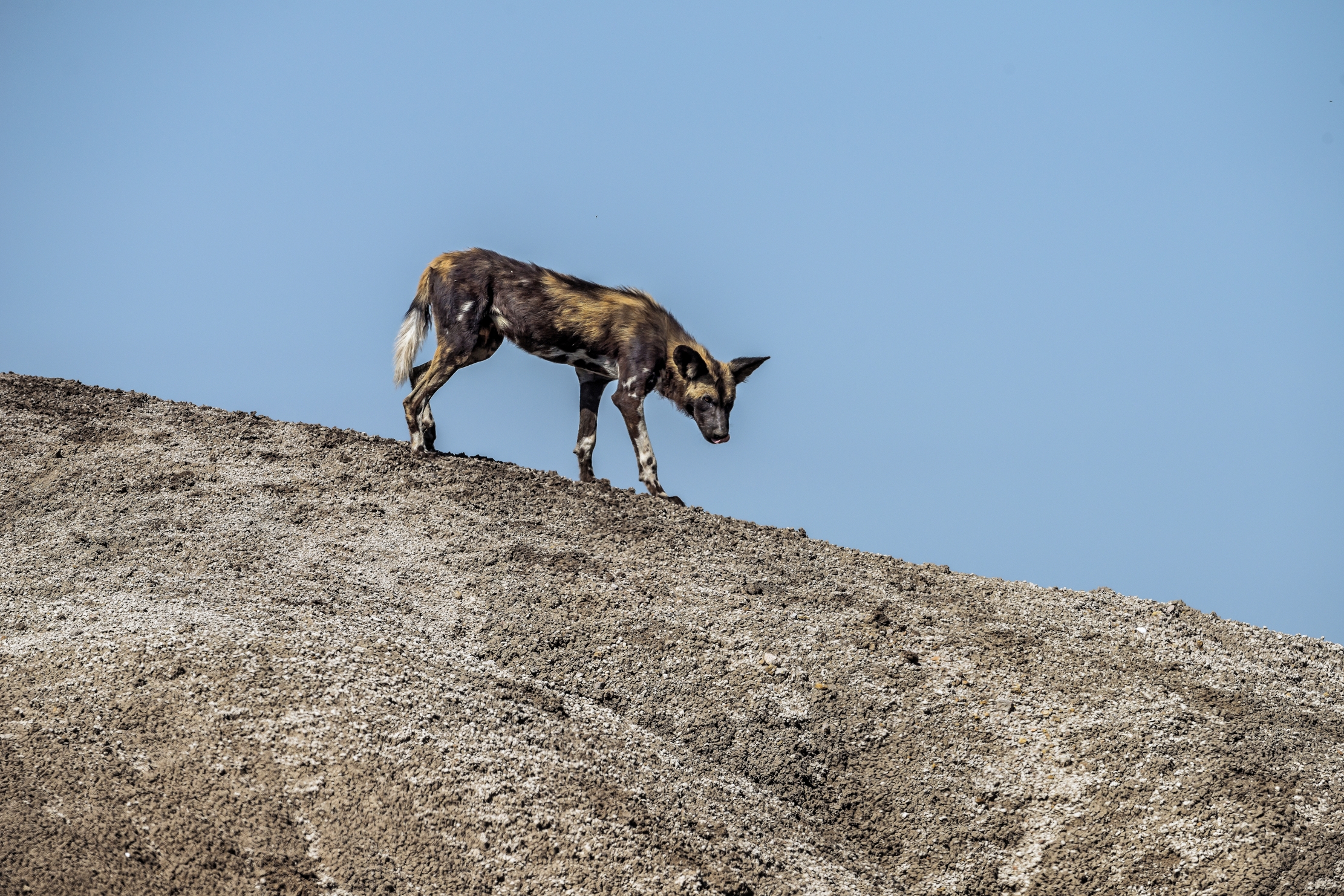 Tanzania 2016 - On the ridge...